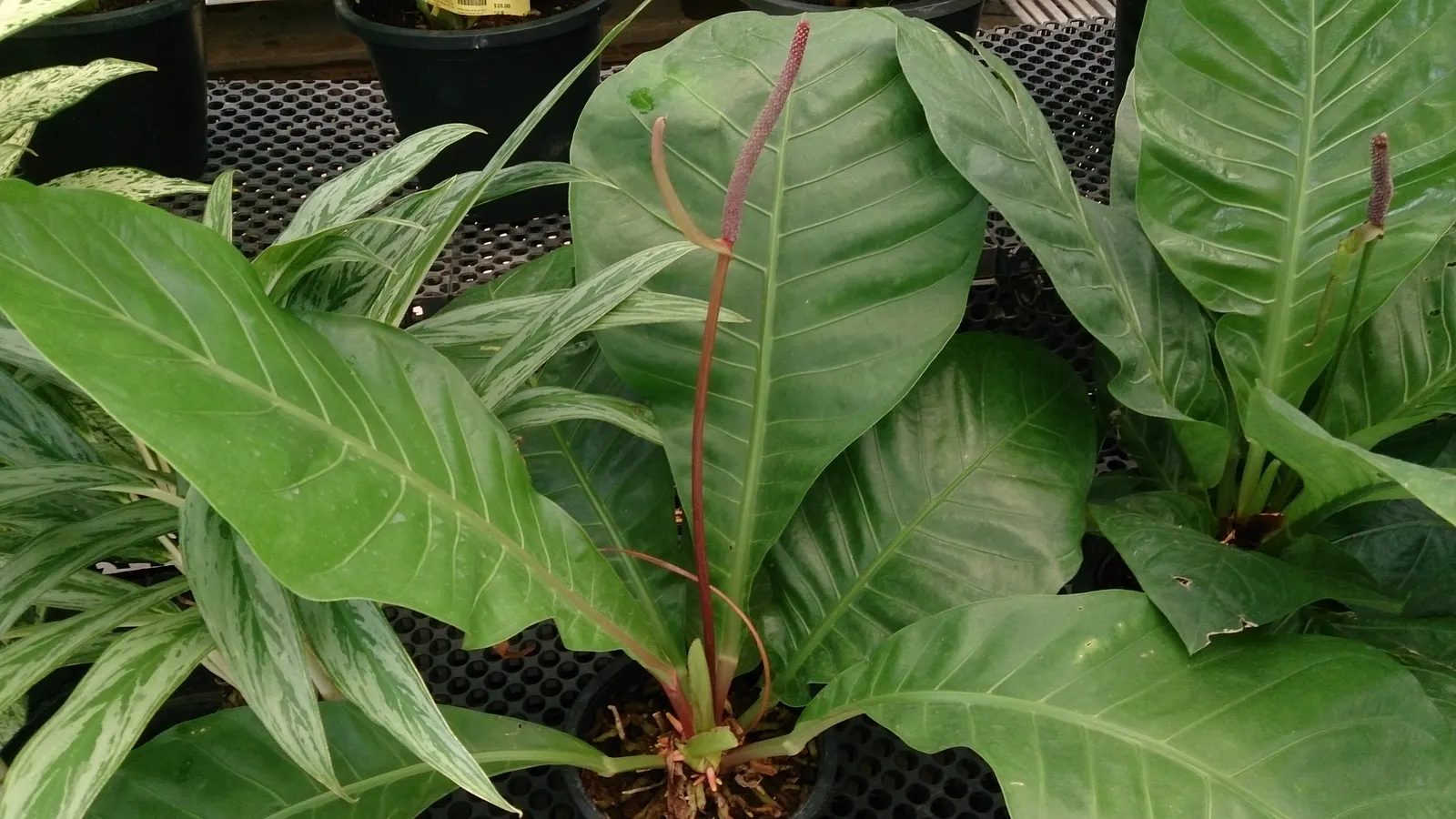 Bird's Nest Anthurium (Anthurium Hookeri) — and thrives in partial to full shade; tropical ambiance to any landscape design