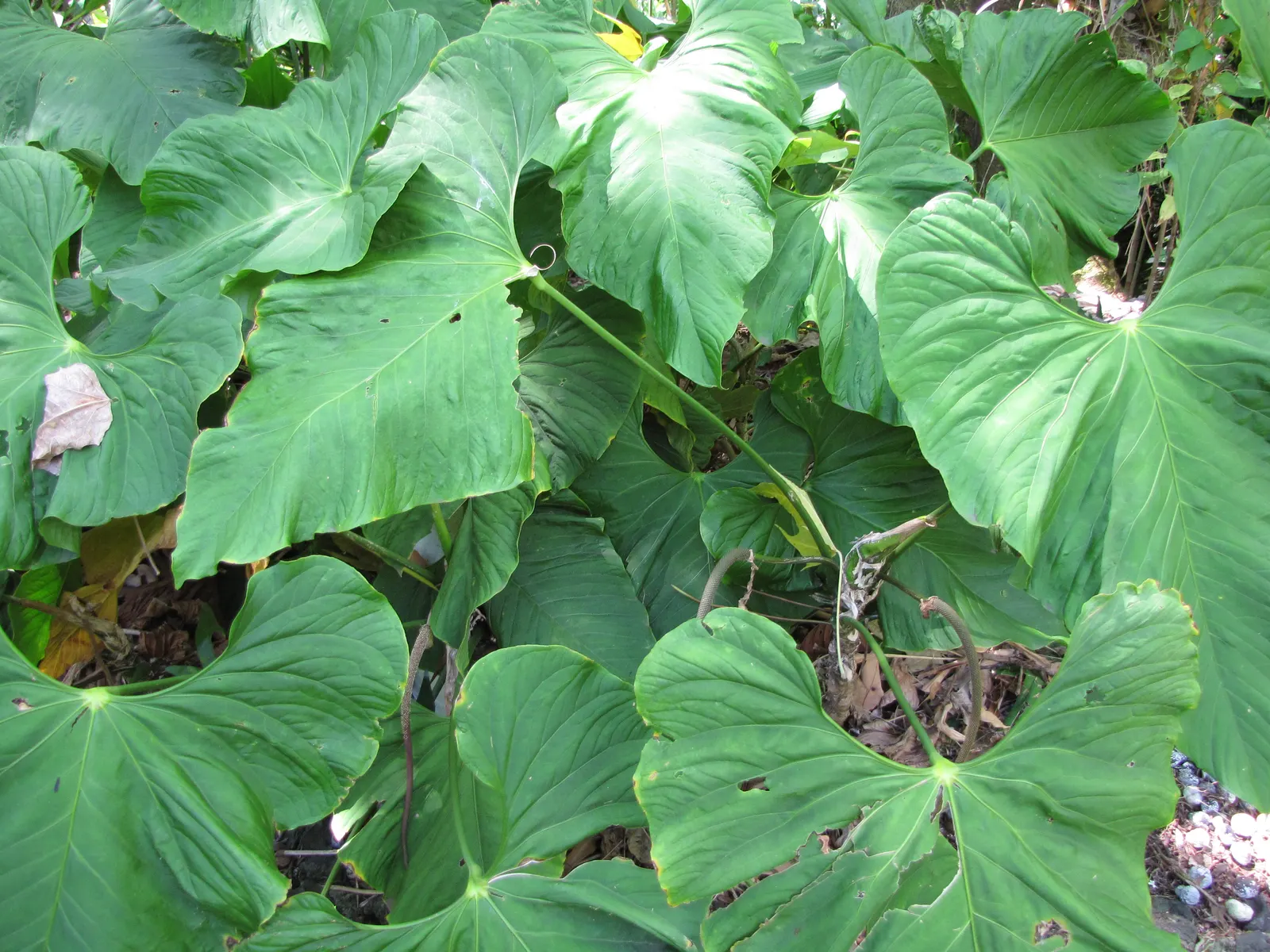 Bird's Nest Anthurium (Anthurium Hookeri) — while the spathe is often a subdued green or pale purple