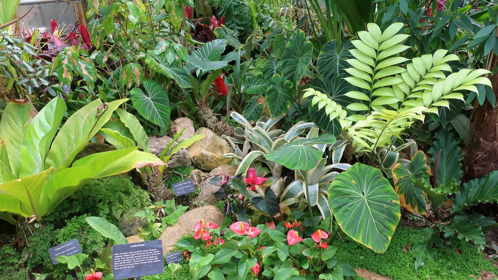 Bird's Nest Anthurium (Anthurium Hookeri) — and provides a topic of conversation for enthusiasts of unique garden specimens