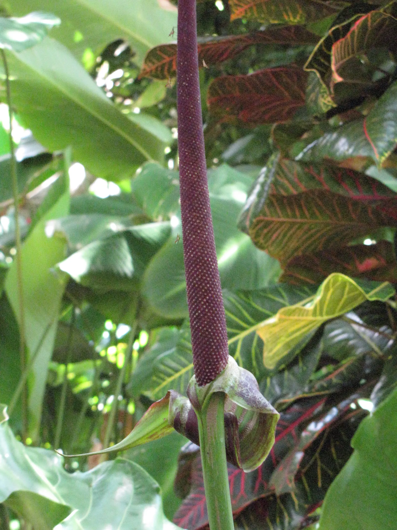 Bird's Nest Anthurium (Anthurium Hookeri) — The dark green, leathery foliage has pronounced, pale veins giving it a distinctive, corrugated texture