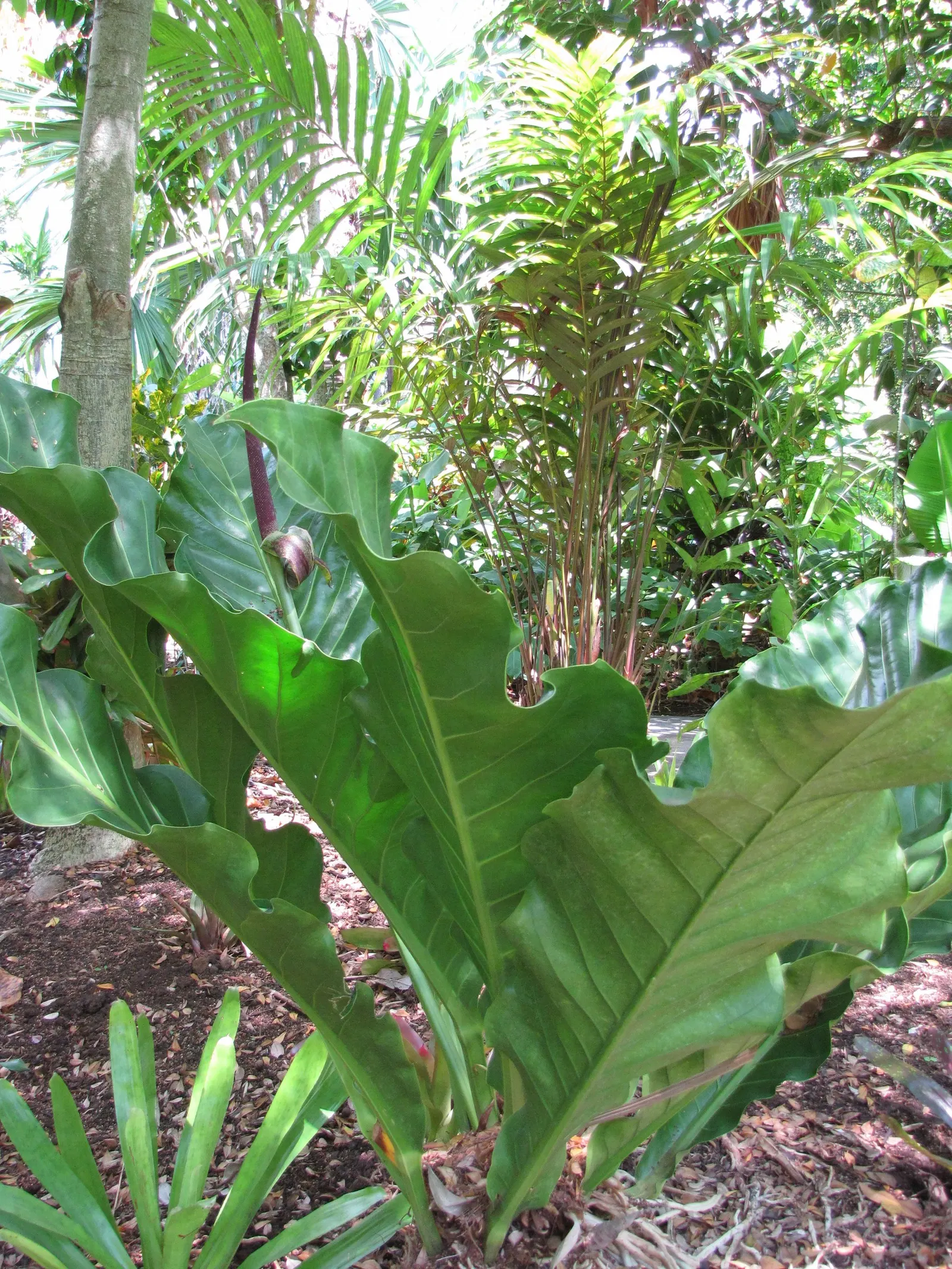 Bird's Nest Anthurium (Anthurium Hookeri) — this epiphytic perennial thrives under the canopy of larger trees