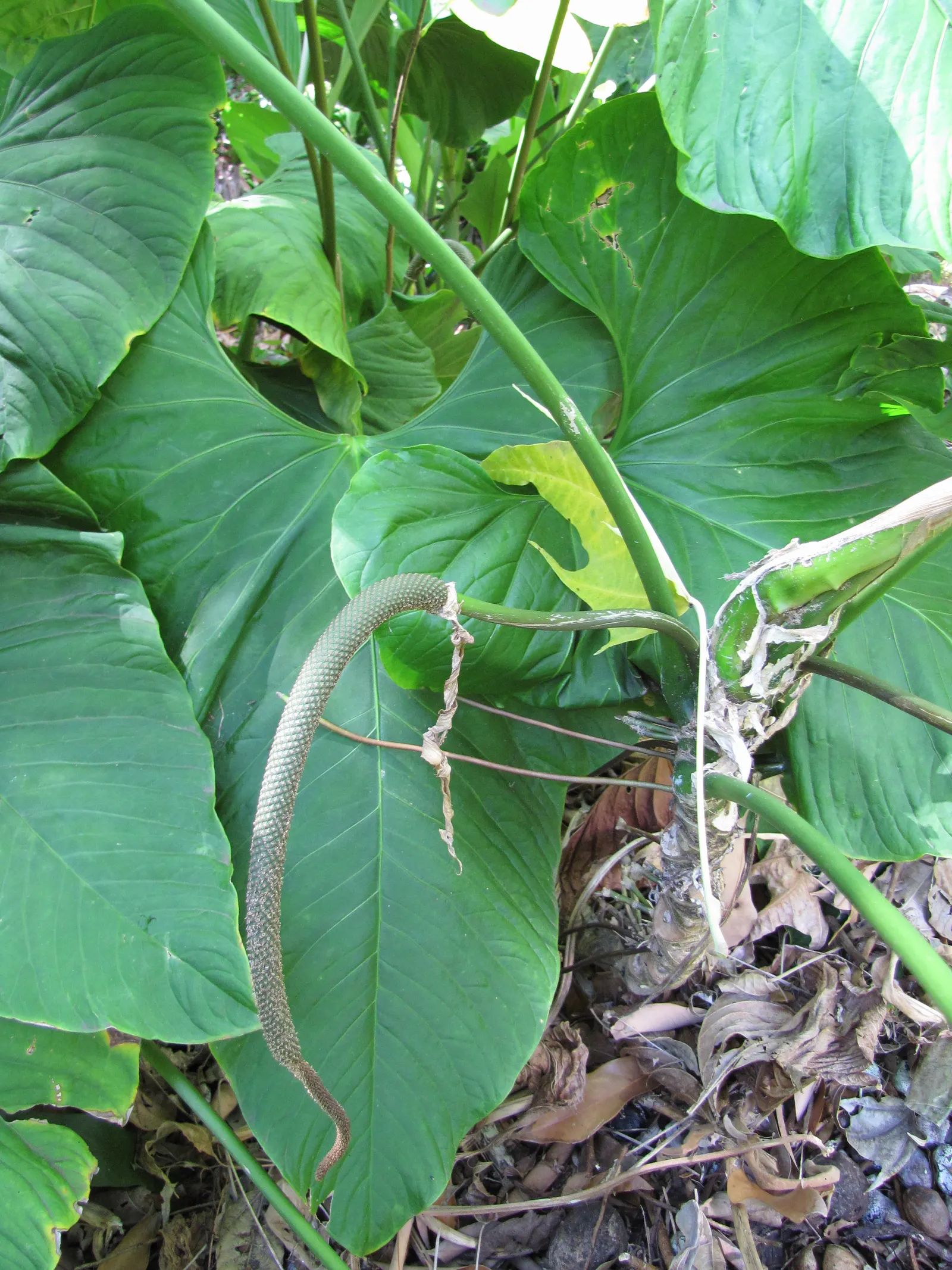 Bird's Nest Anthurium (Anthurium Hookeri) — perennial for shade