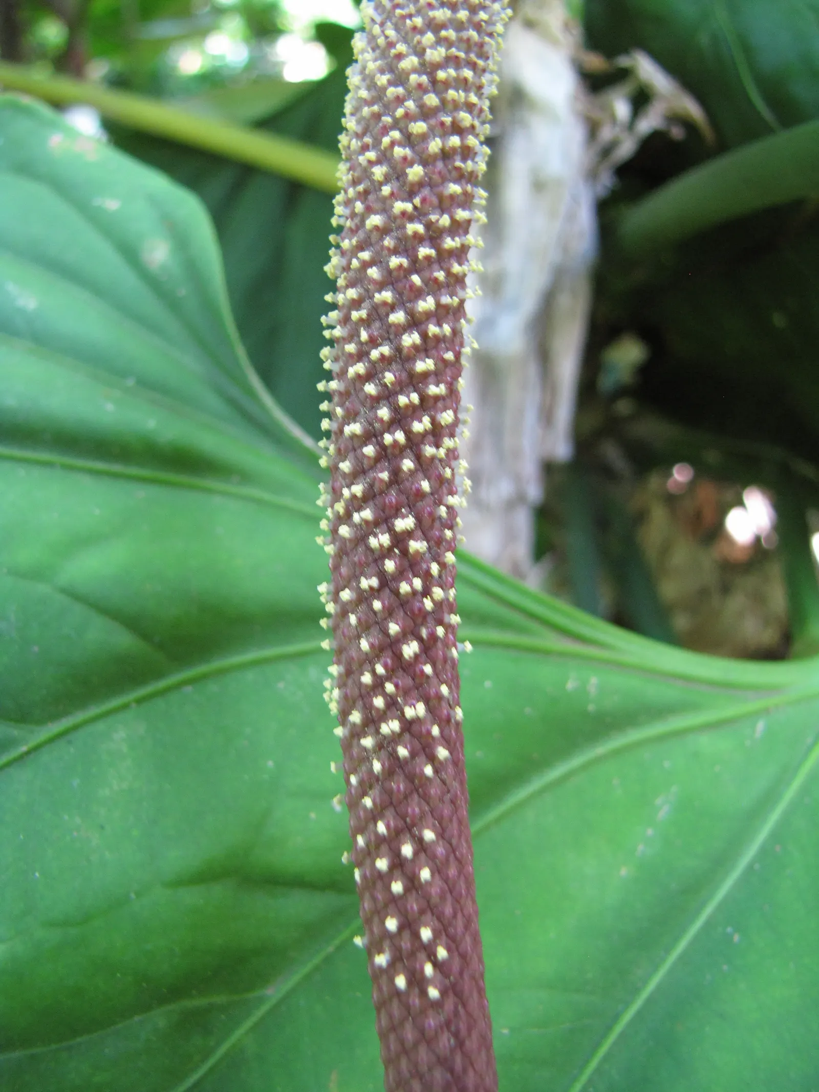 Bird's Nest Anthurium (Anthurium Hookeri) — ideal for adding an exotic flair to shade gardens; the spadix is a pale spike