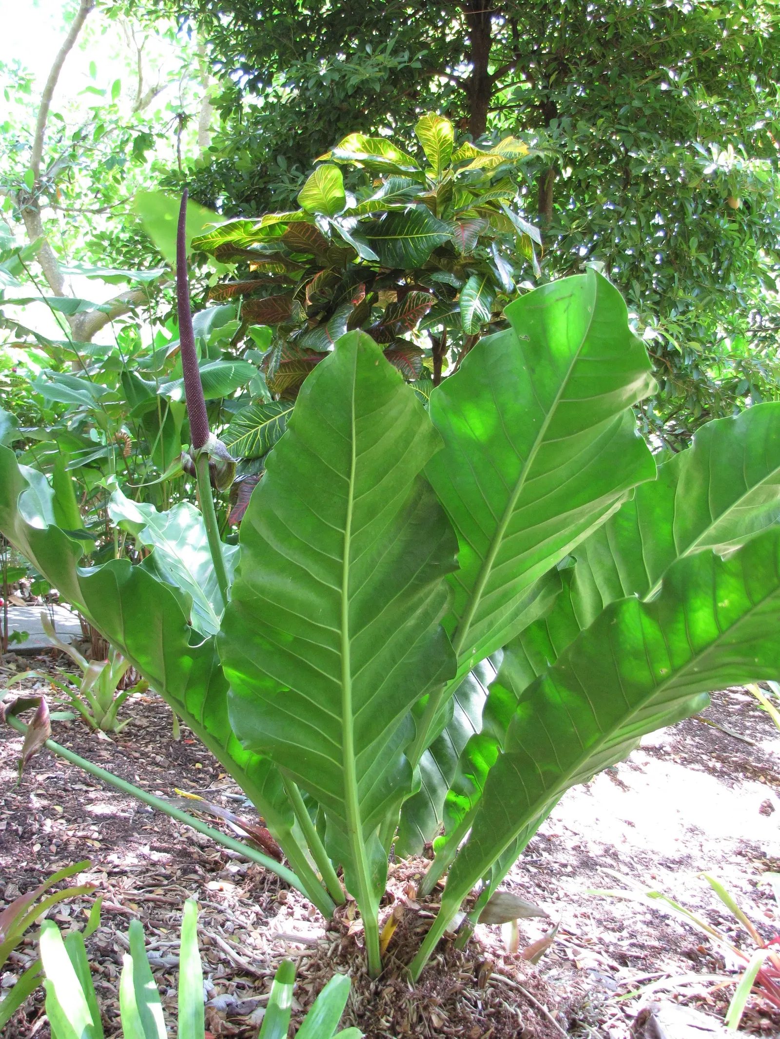 Bird's Nest Anthurium (Anthurium Hookeri) — scientifically known as Anthurium hookeri