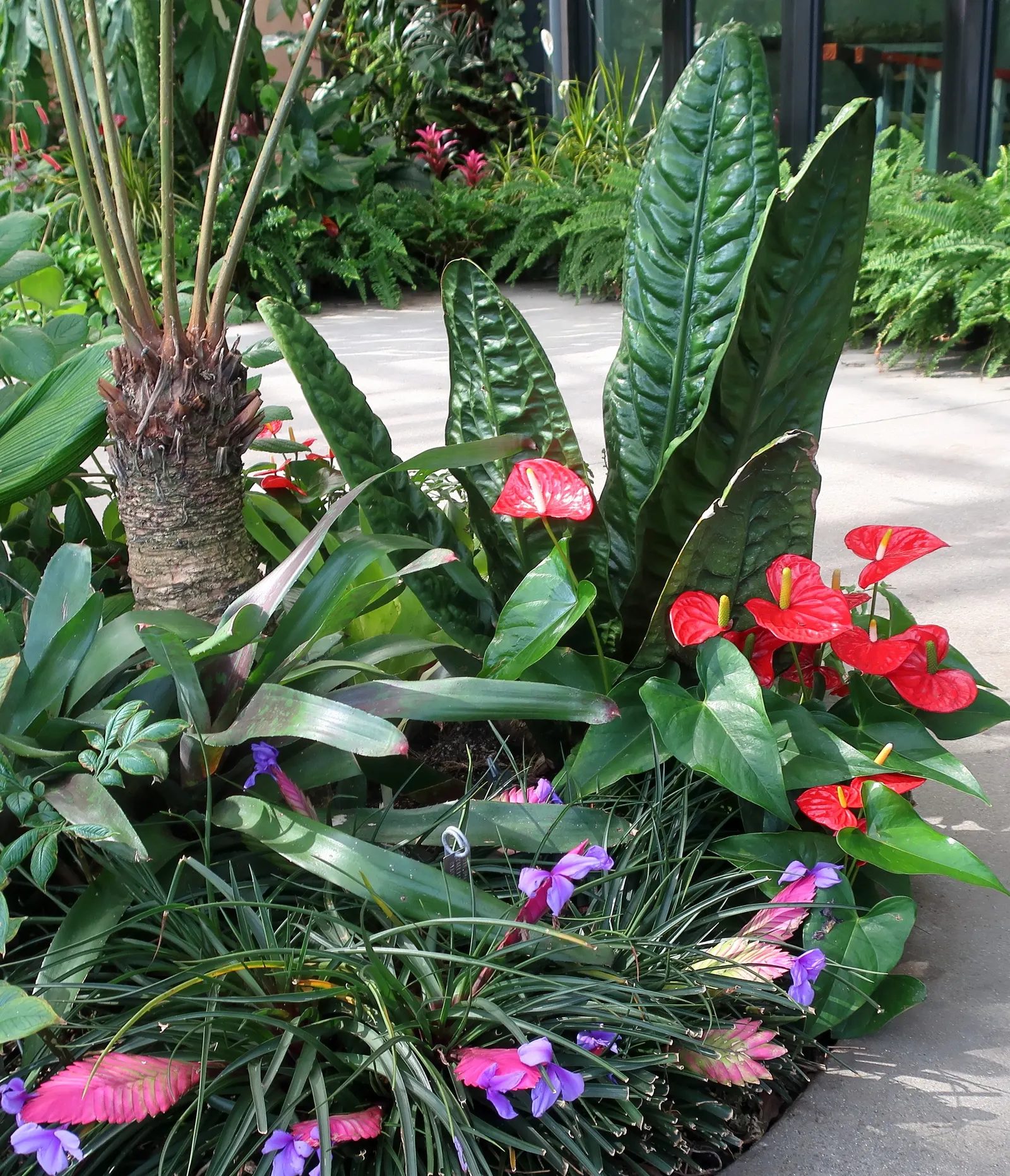 Bird's Nest Anthurium (Anthurium Hookeri) — this anthurium adds a striking