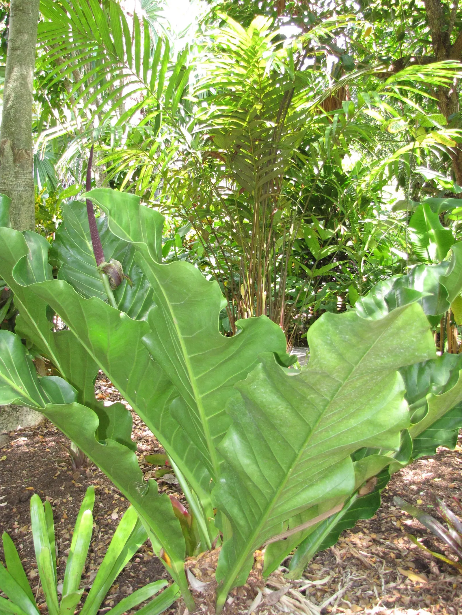 Bird's Nest Anthurium (Anthurium Hookeri) — reaching up to 2 feet in length