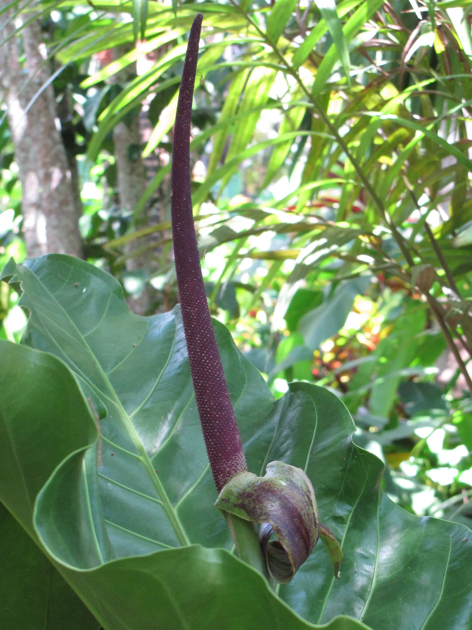 Bird's Nest Anthurium (Anthurium Hookeri) — bowl-like rosette resembling a bird's nest.<br><br>This species blooms periodically throughout the year