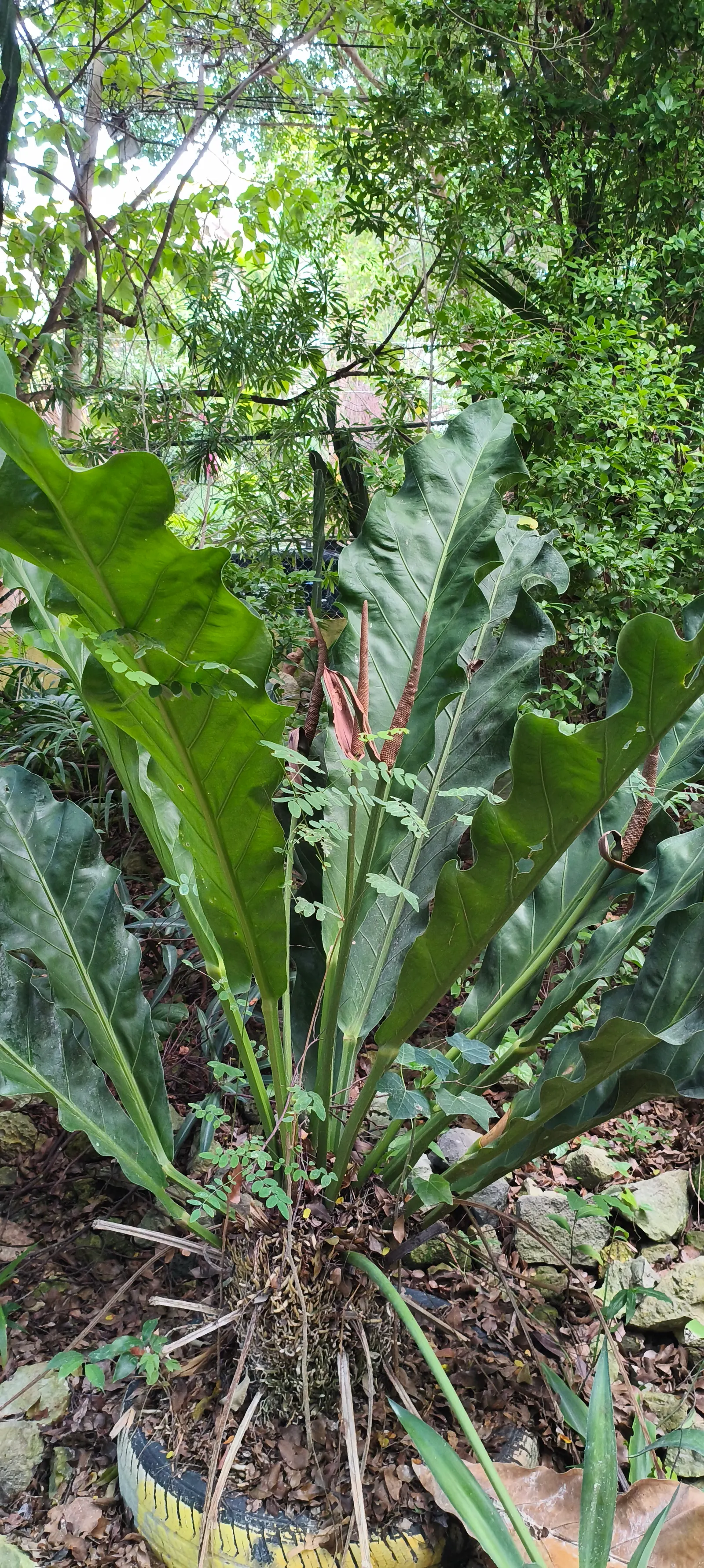 Bird's Nest Anthurium (Anthurium Hookeri) — The dark green, leathery foliage has pronounced, pale veins giving it a distinctive, corrugated texture; preferring