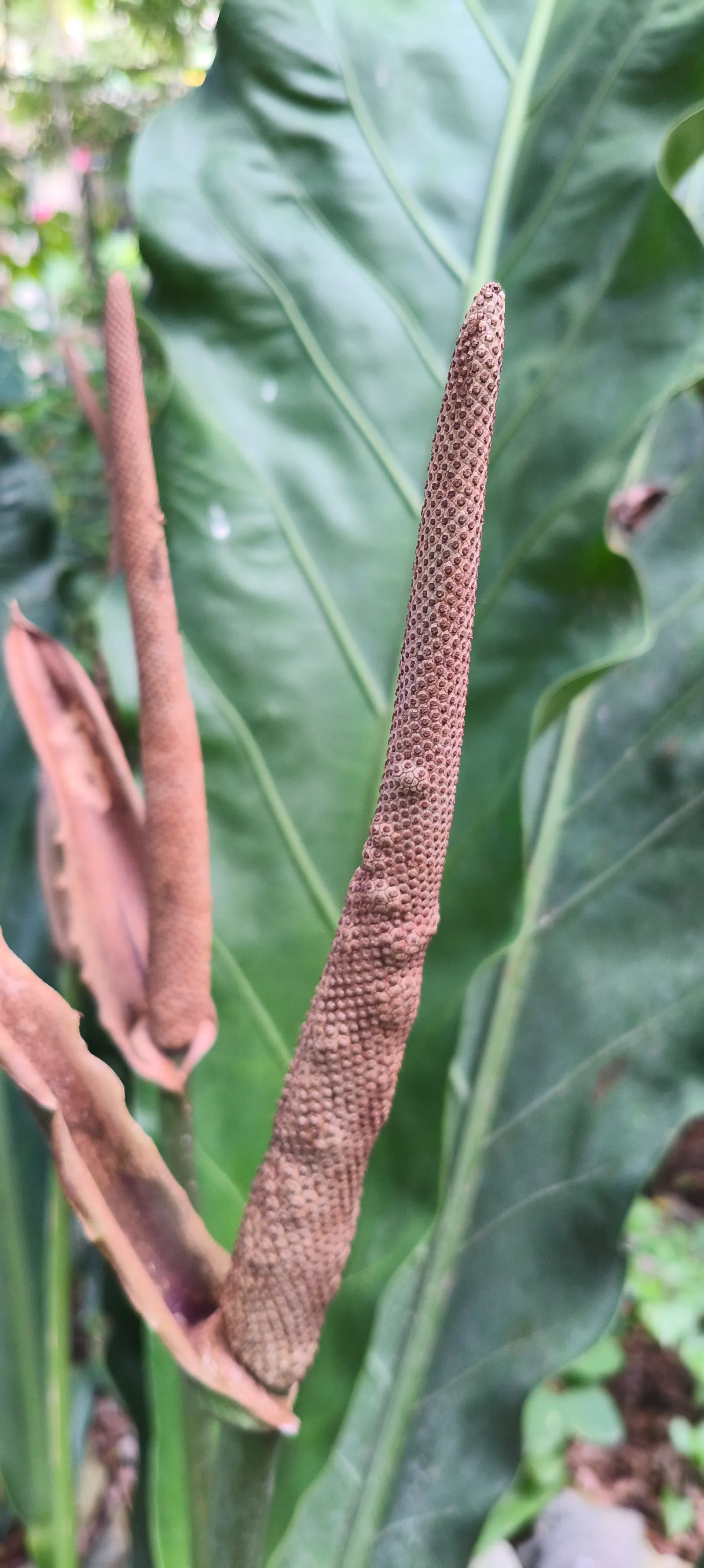 Bird's Nest Anthurium (Anthurium Hookeri) — Mulch can be used to help retain soil moisture; 'Bird's Nest,' stems from the unique way its leaves form a central