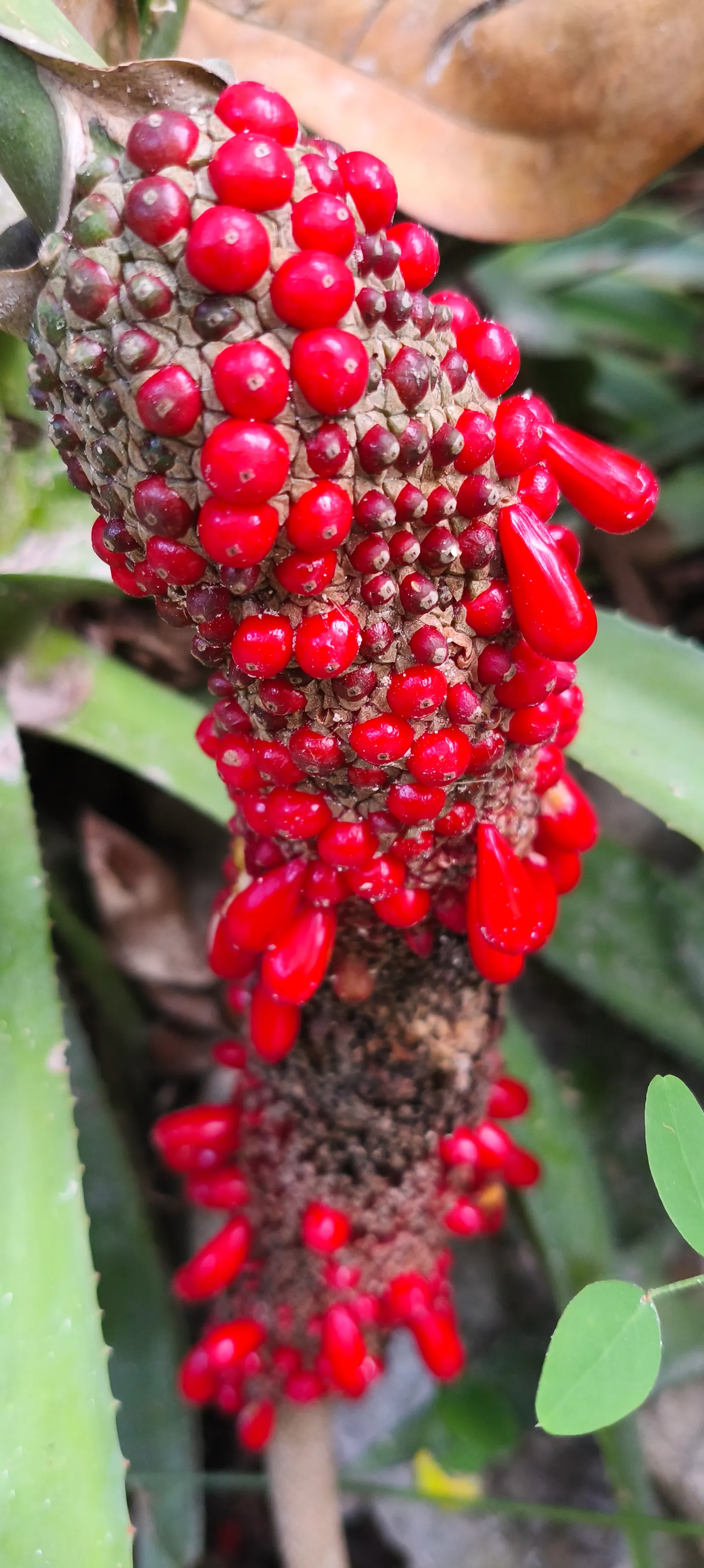 Bird's Nest Anthurium (Anthurium Hookeri) — The spadix is a pale spike; ideal for adding an exotic flair to shade gardens