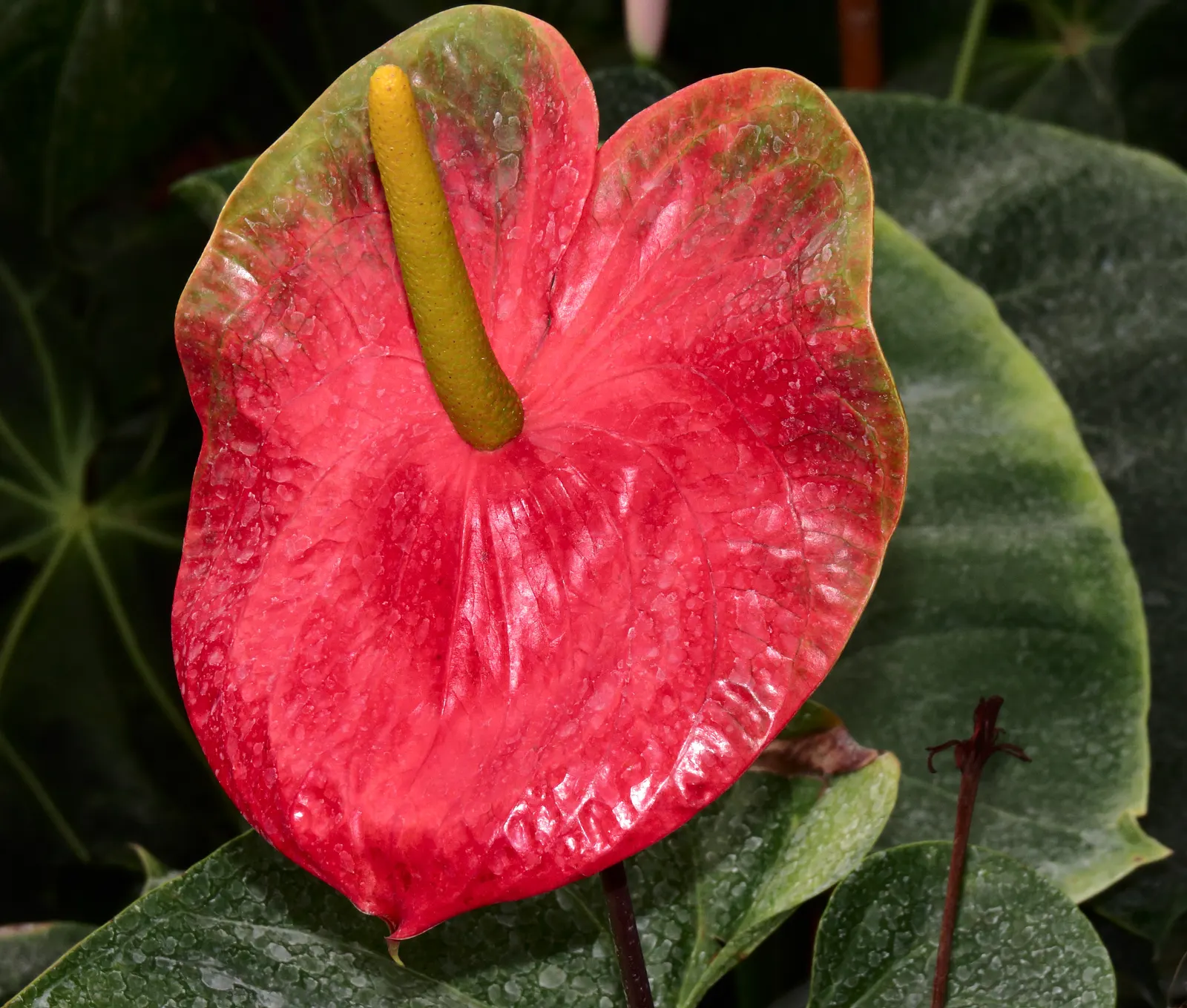 Bird's Nest Anthurium (Anthurium Hookeri) — this epiphytic perennial thrives under the canopy of larger trees; the dark green, leathery foliage has pronounced