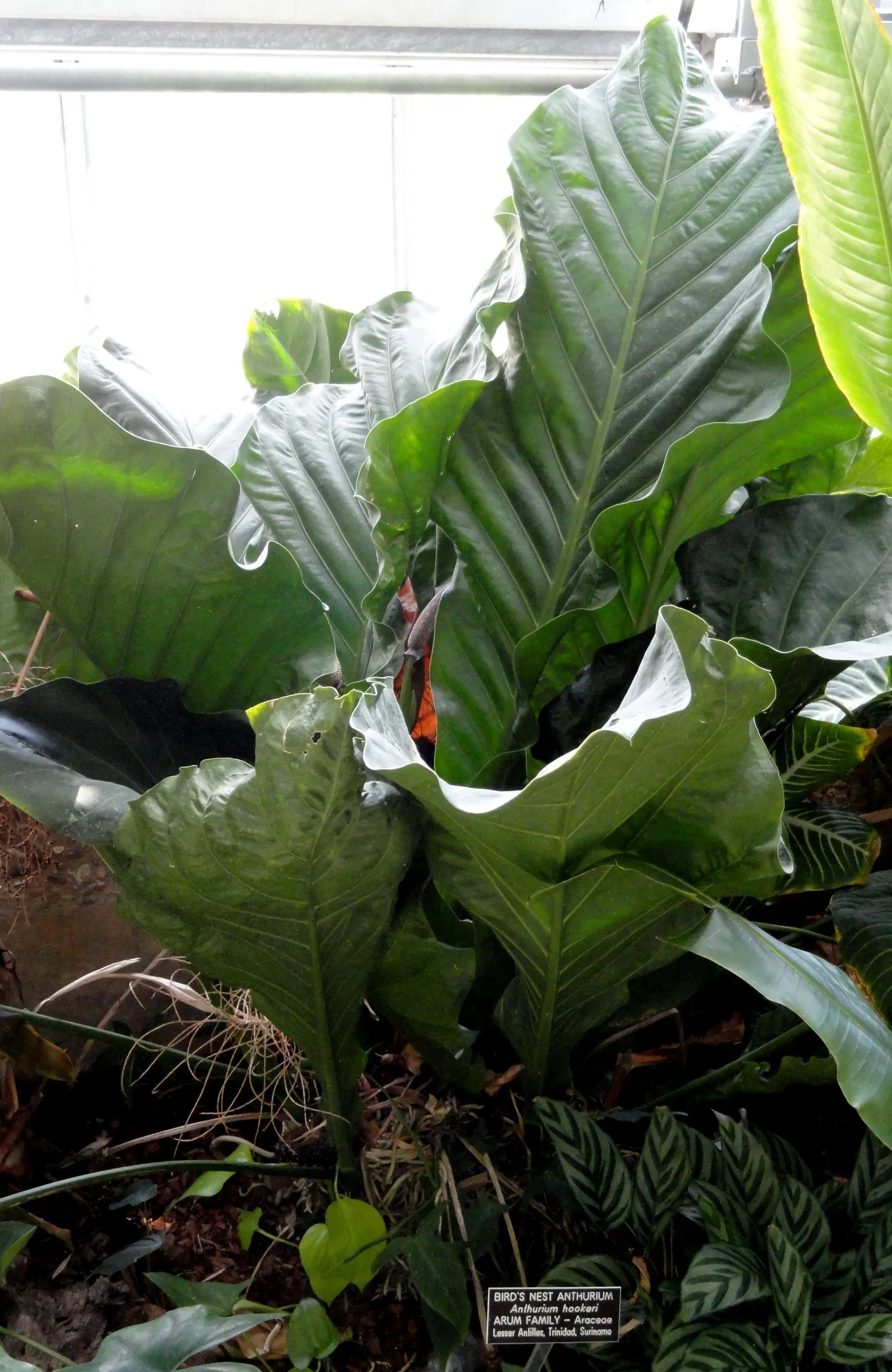 Bird's Nest Anthurium (Anthurium Hookeri) — This epiphytic plant produces inconspicuous flowers; this anthurium adds a striking