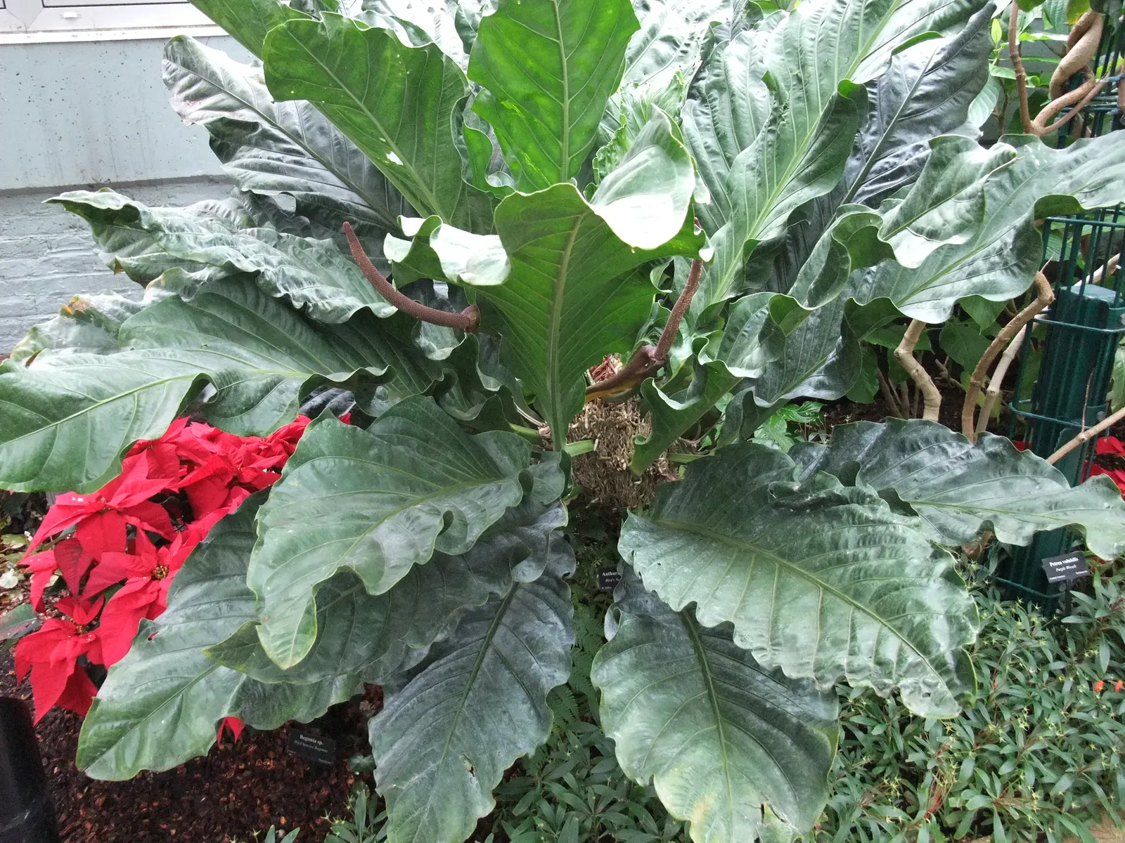 Bird's Nest Anthurium (Anthurium Hookeri) — scientifically known as Anthurium hookeri; bowl-like rosette resembling a bird's nest.<br><br>This species blooms