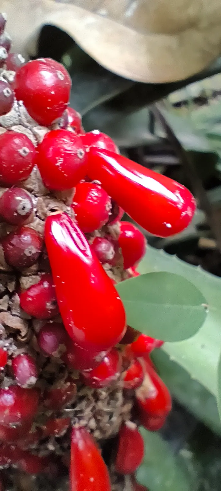 Bird's Nest Anthurium (Anthurium Hookeri) — and provides a topic of conversation for enthusiasts of unique garden specimens; and thrives in partial to full