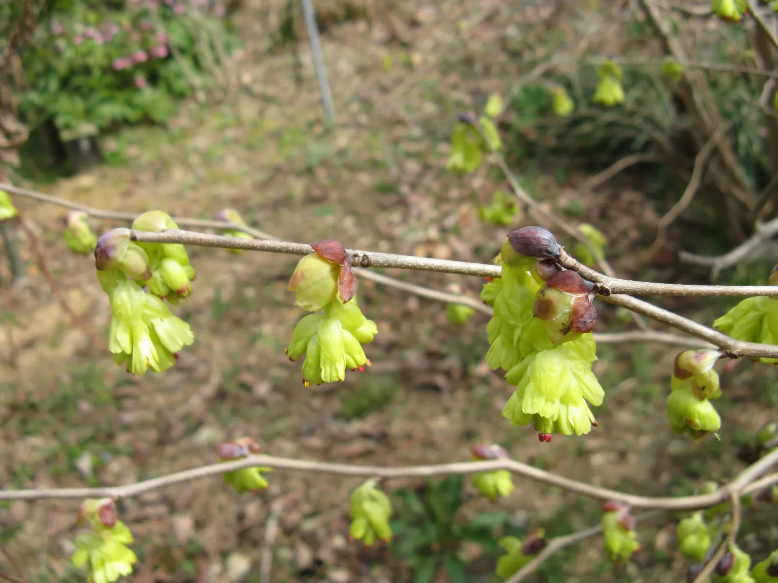 Winter Hazel (Corylopsis Spicata) — making it a versatile choice in a variety of temperate climates