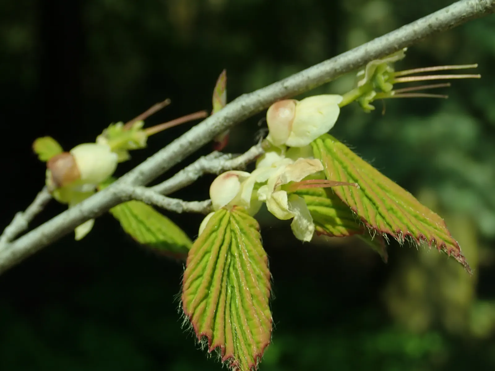 Winter Hazel (Corylopsis Spicata) — <br><br>When designing a landscape; this makes Corylopsis spicata a beautiful and manageable addition to both, image 92