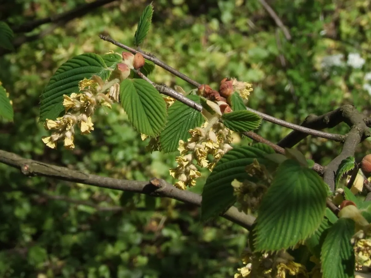 Winter Hazel (Corylopsis Spicata) — commonly known as Winter Hazel; the flowers precede heart-shaped, ribbed leaves that turn yellow in the fall, image 113