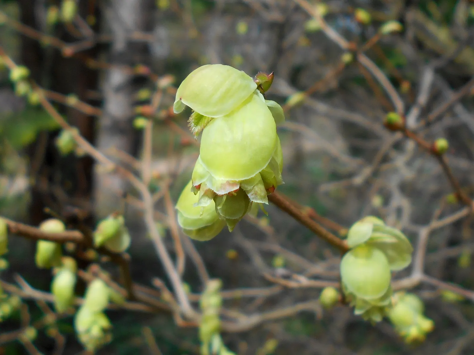Winter Hazel (Corylopsis Spicata) — shrub with yellow blooms