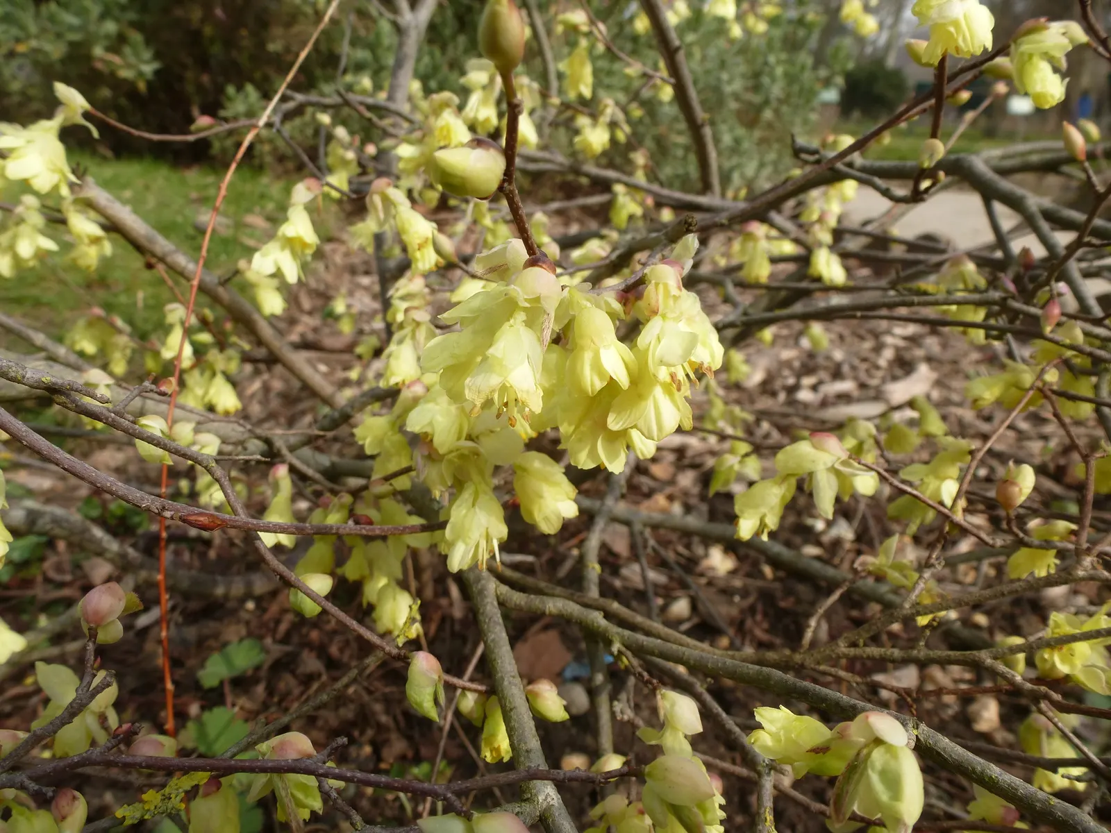 Winter Hazel (Corylopsis Spicata) — plant it against an evergreen backdrop or along the edge of wooded areas; which allows its pendulous, image 94