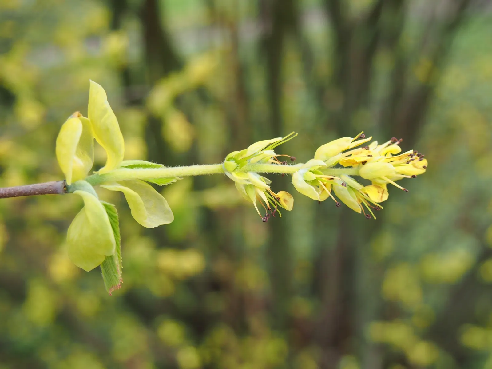 Winter Hazel (Corylopsis Spicata) — also provide summer shade; the flowers precede heart-shaped, ribbed leaves that turn yellow in the fall, image 101