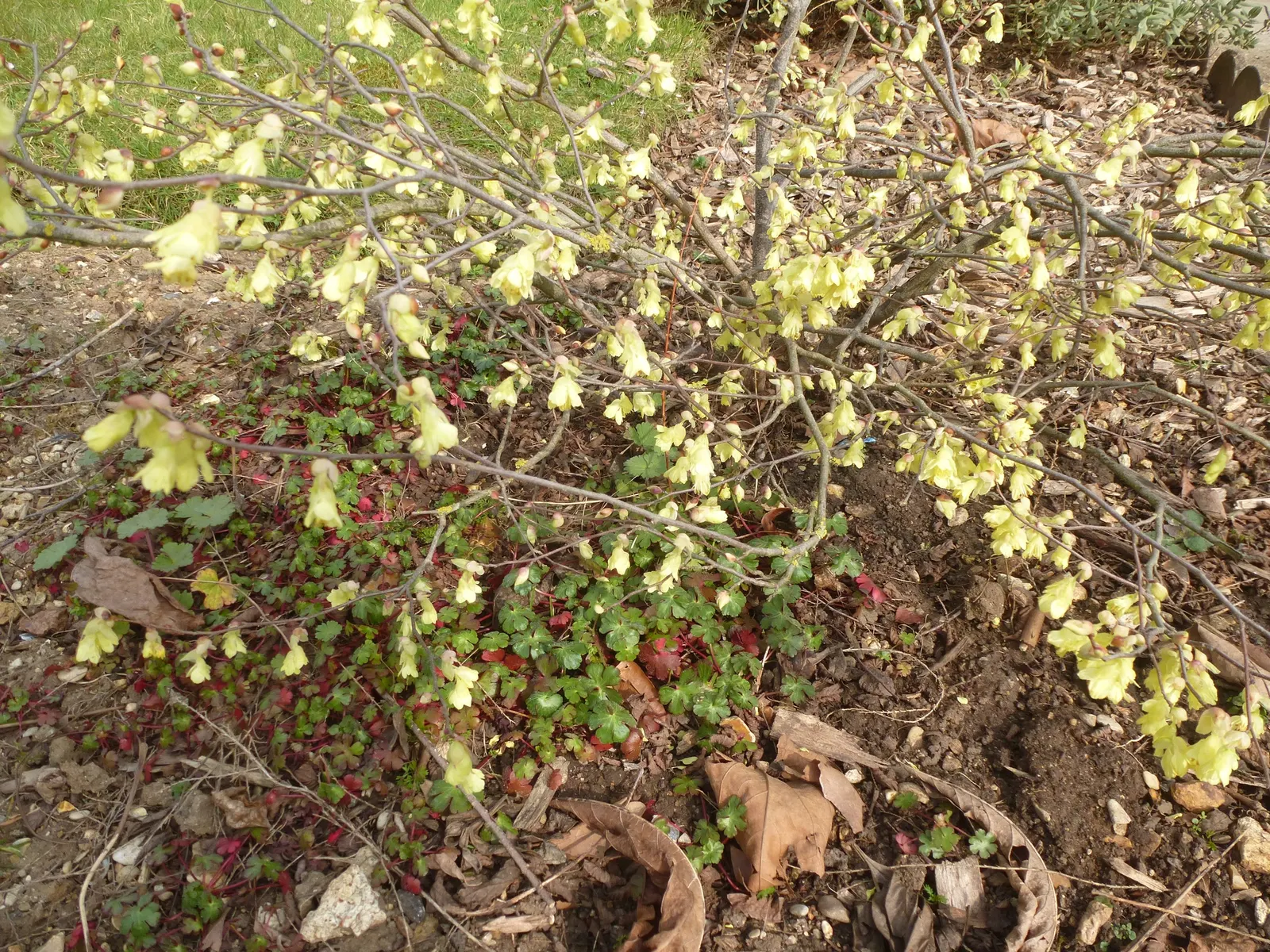 Winter Hazel (Corylopsis Spicata) — shrub with yellow blooms; they turn a delightful golden-yellow in the autumn, offering three seasons of interest