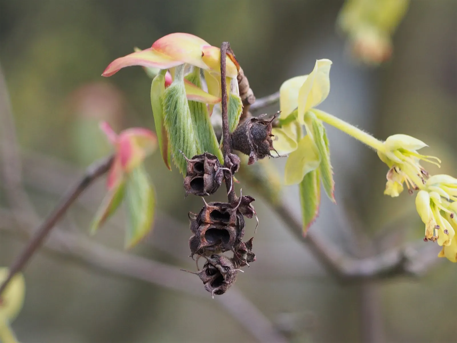Winter Hazel (Corylopsis Spicata) — each about 1 to 3 inches long; the flowers precede heart-shaped, ribbed leaves that turn yellow in the fall, image 69