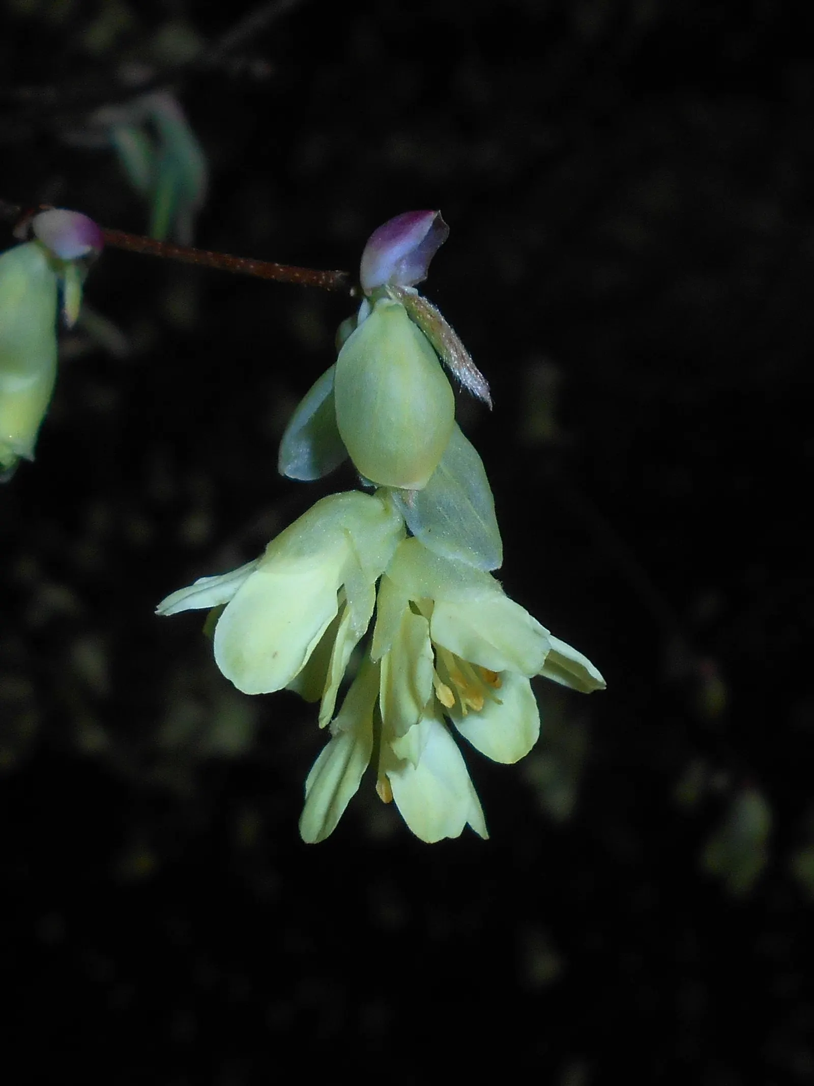 Winter Hazel (Corylopsis Spicata) — yellow flowers in early spring; which allows its pendulous, image 114