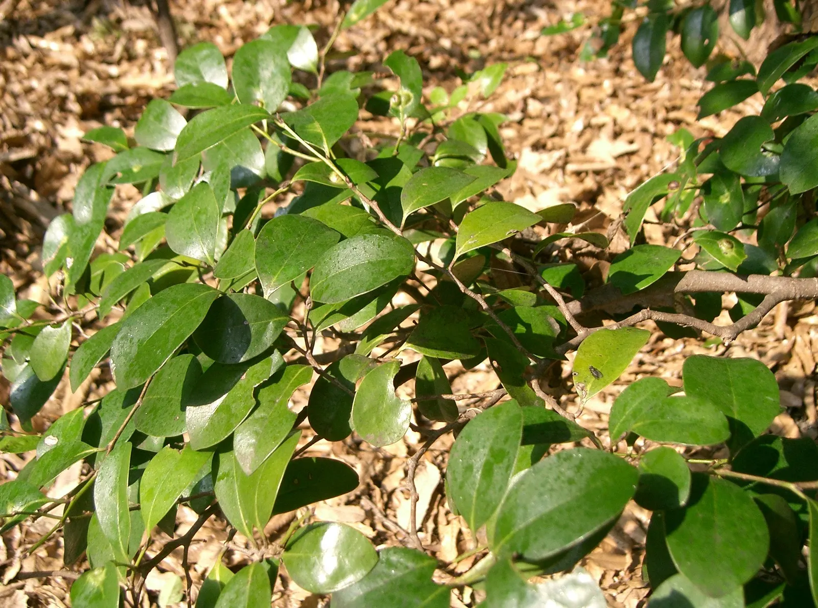 Winter Hazel (Corylopsis Spicata) — plant it against an evergreen backdrop or along the edge of wooded areas; which allows its pendulous, image 66
