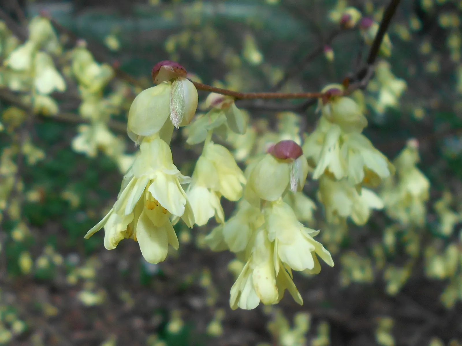 Winter Hazel (Corylopsis Spicata) — which allows its pendulous; they turn a delightful golden-yellow in the autumn, offering three seasons of, image 95