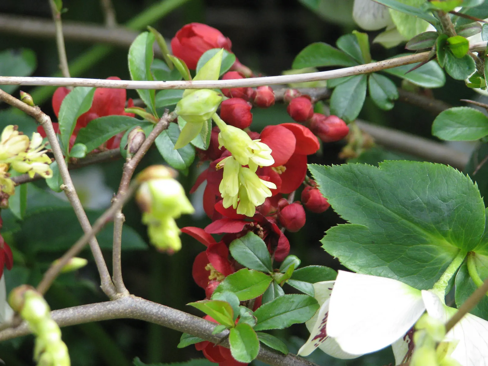 Winter Hazel (Corylopsis Spicata) — This shrub thrives in partial shade to full sun and prefers moist; they turn a delightful golden-yellow in the autumn