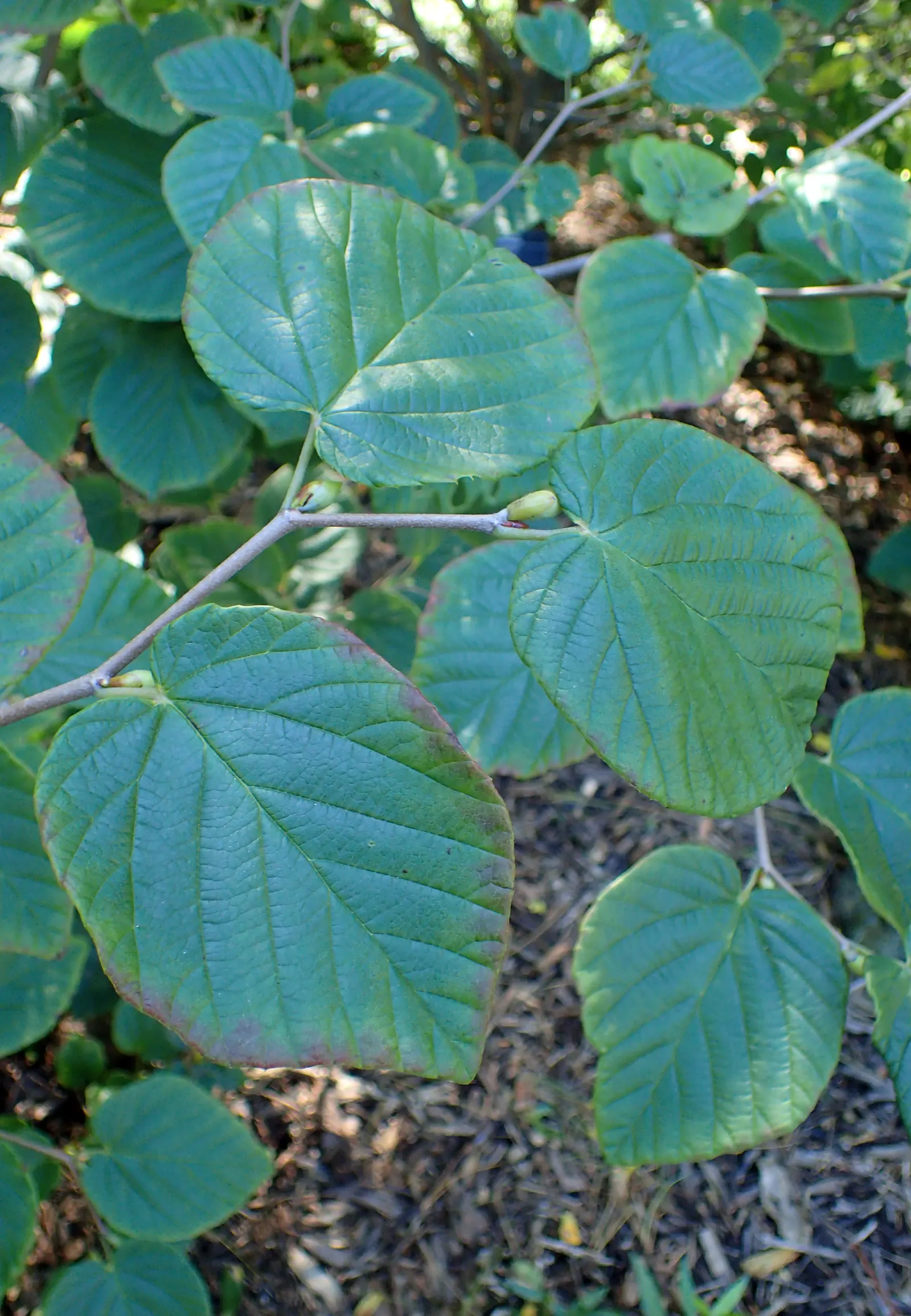 Winter Hazel (Corylopsis Spicata) — ideally with a slightly acidic to neutral pH.<br><br>Winter Hazel is generally hardy in USDA zones 5 to 8; this makes