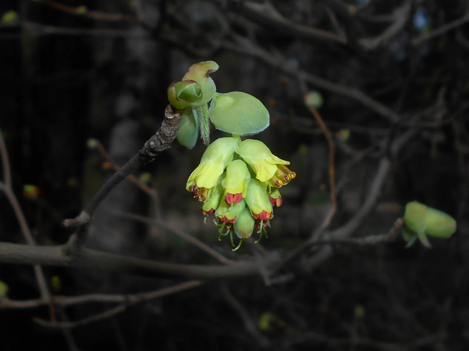Winter Hazel (Corylopsis Spicata) — Winter Hazel's light green leaves; they turn a delightful golden-yellow in the autumn, offering three seasons, image 127