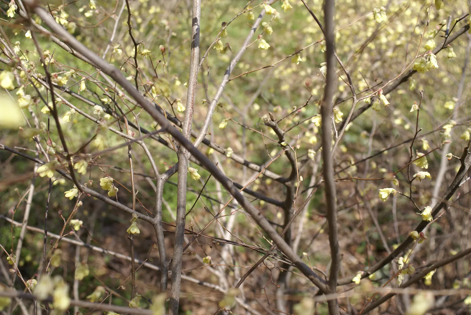 Winter Hazel (Corylopsis Spicata) — Preferring partial shade and well-drained acidic soil, it's ideal for woodland gardens and mixed borders; the flowers