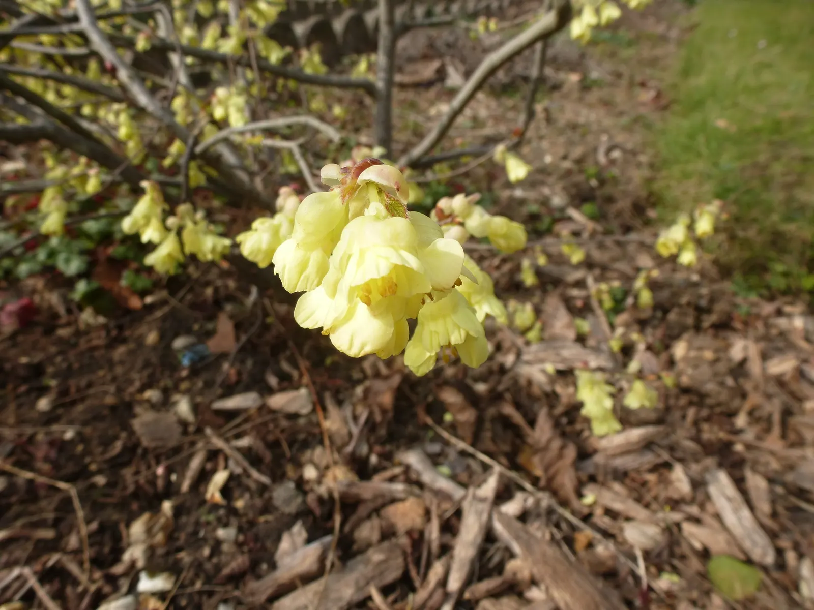 Winter Hazel (Corylopsis Spicata) — withstanding minimum temperatures from -20 to 20 degrees Fahrenheit; the flowers precede heart-shaped, ribbed leaves that