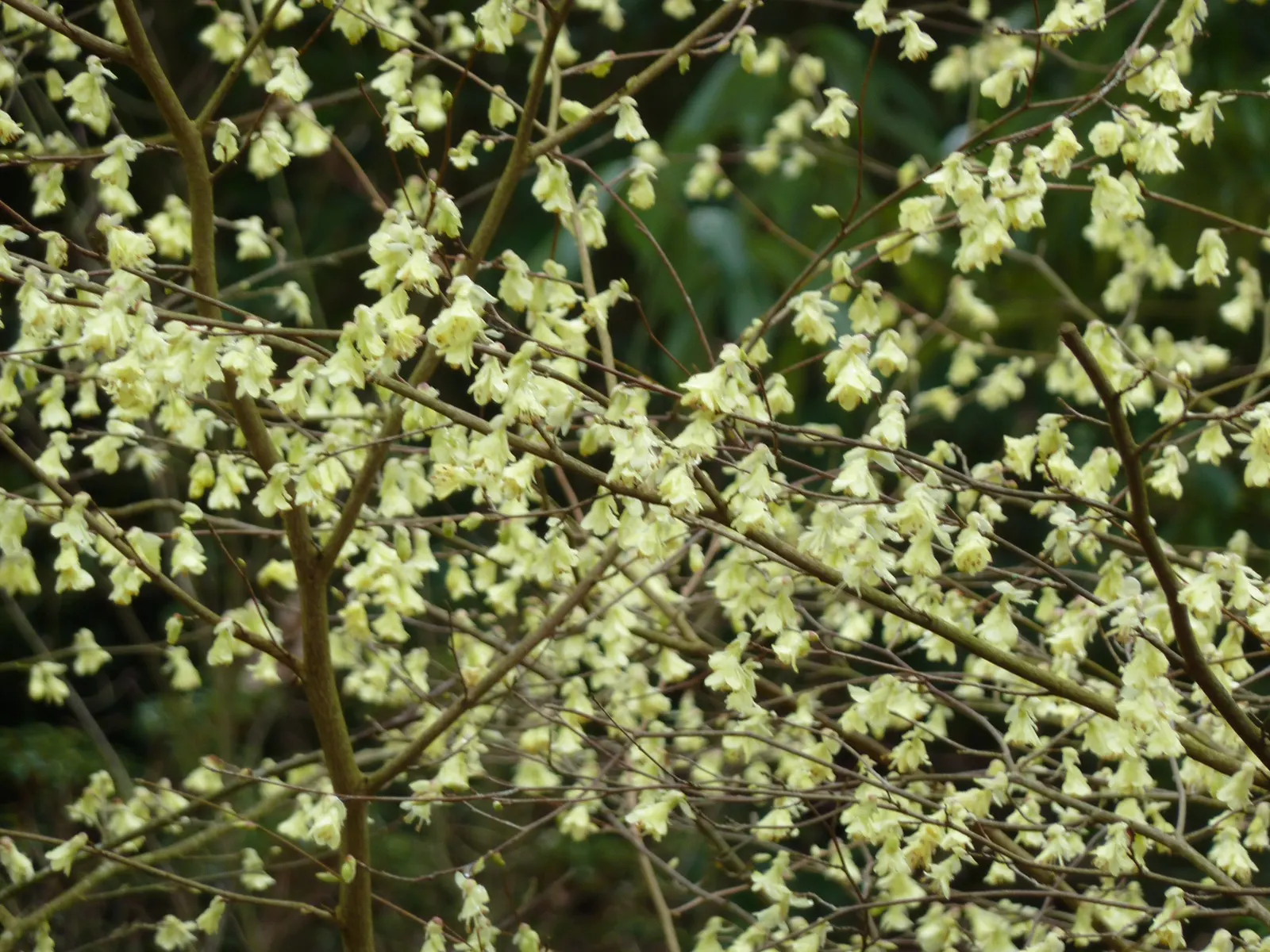 Winter Hazel (Corylopsis Spicata) — Preferring partial shade and well-drained acidic soil, it's ideal for woodland gardens and mixed borders; the, image 89