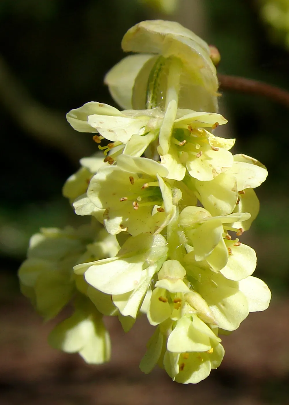 Winter Hazel (Corylopsis Spicata) — commonly known as Winter Hazel; the flowers precede heart-shaped, ribbed leaves that turn yellow in the fall