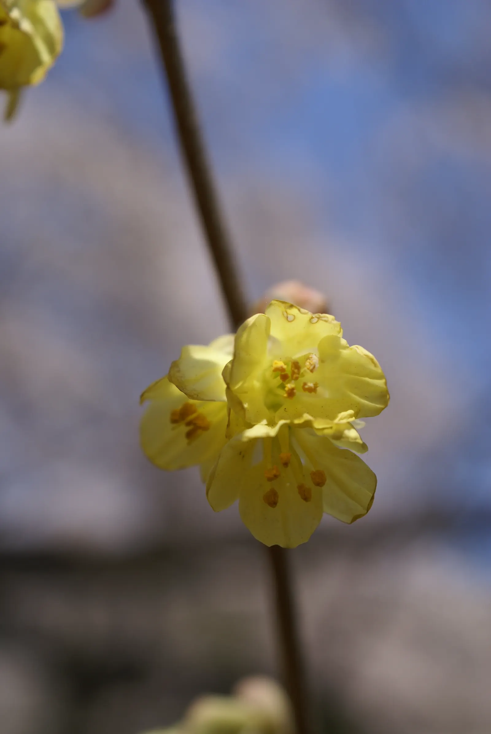 Winter Hazel (Corylopsis Spicata) — the Winter Hazel typically reaches a modest height of 4 to 8 feet and spreads an equal width; they turn a, image 91