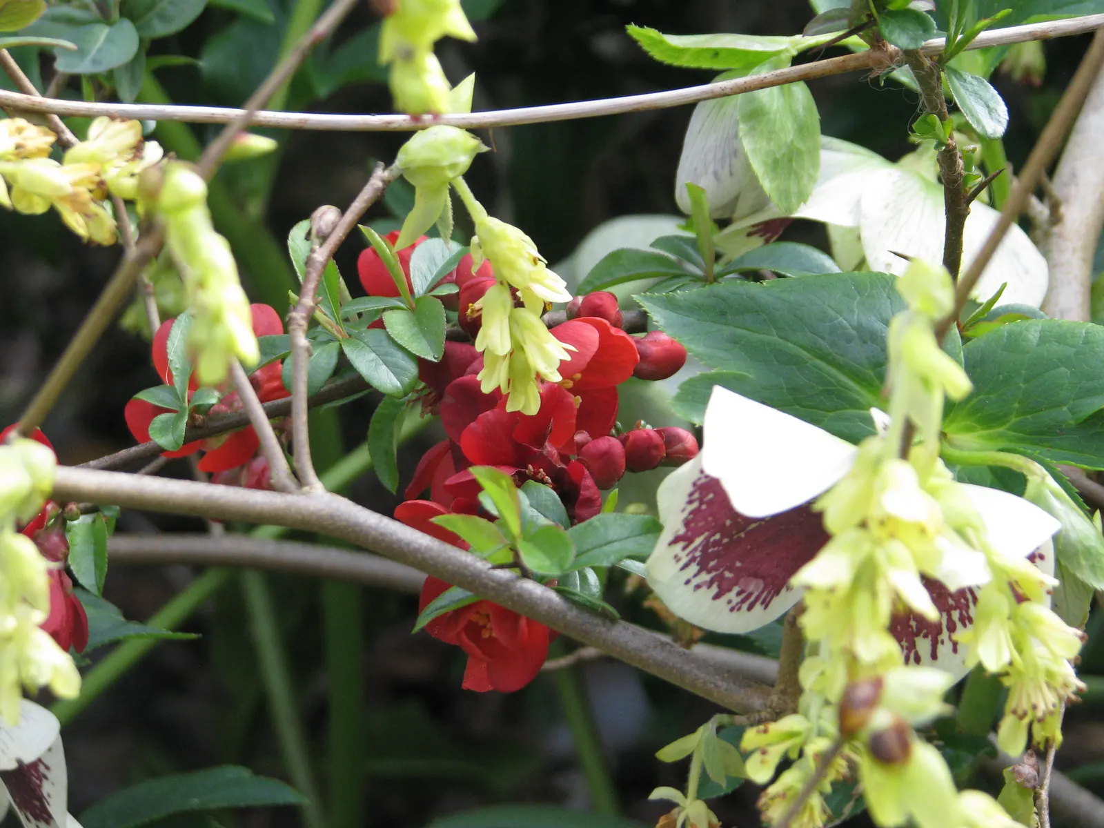 Winter Hazel (Corylopsis Spicata) — chain-like clusters of flowers
