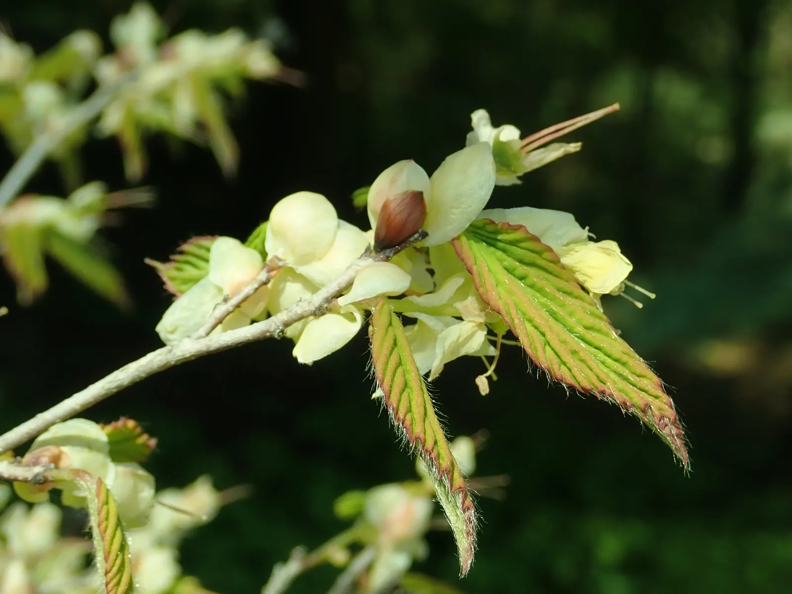 Winter Hazel (Corylopsis Spicata) — yellow flowers in the garden; which allows its pendulous