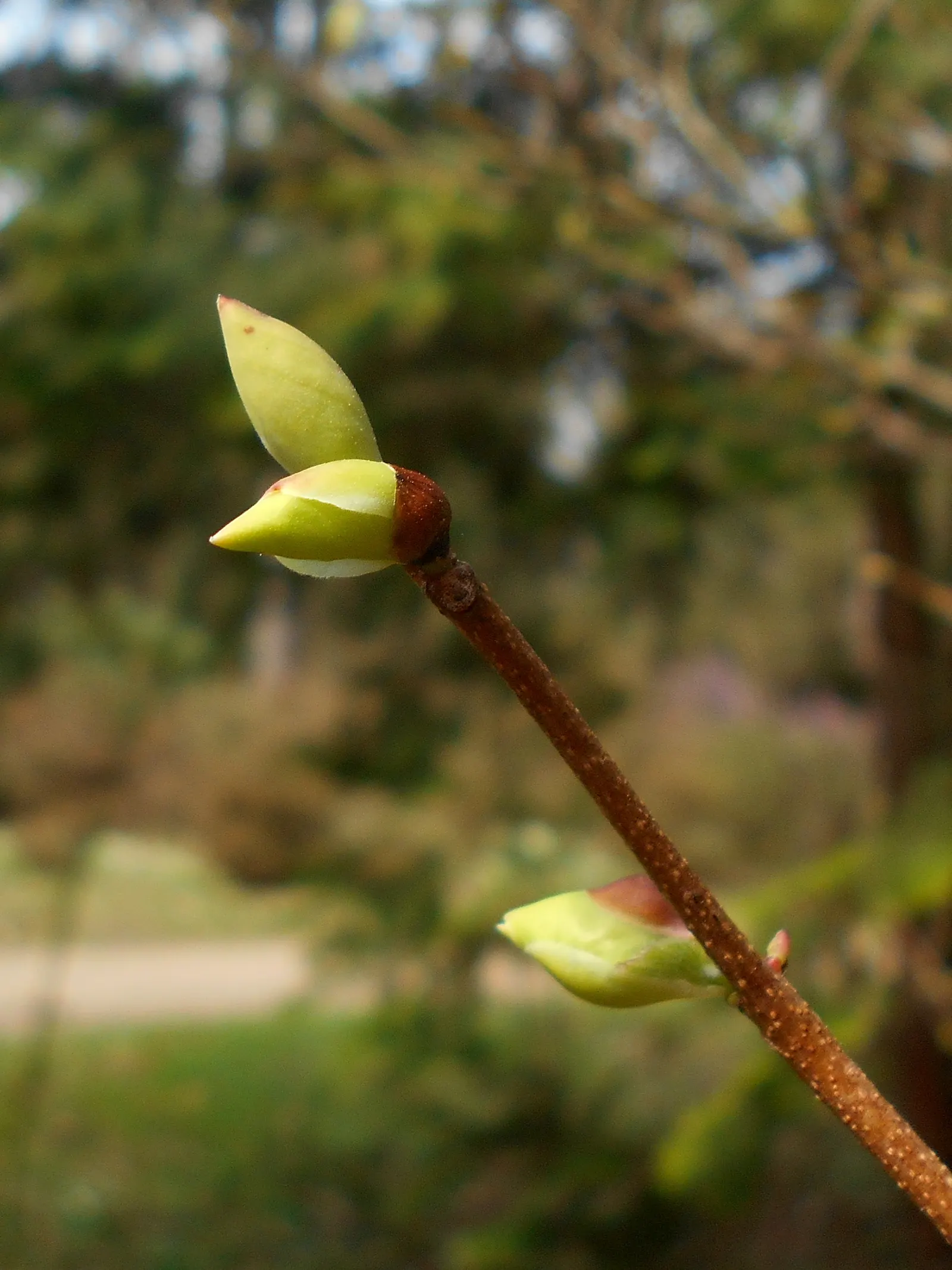 Winter Hazel (Corylopsis Spicata) — This shrub thrives in partial shade to full sun and prefers moist; they turn a delightful golden-yellow in the, image 103