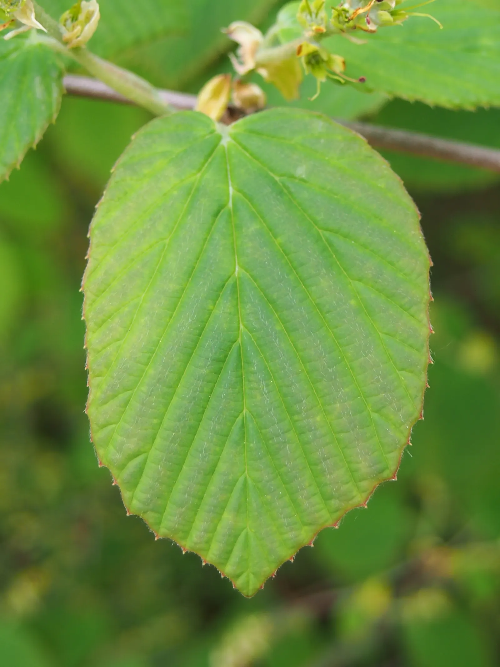 Winter Hazel (Corylopsis Spicata) — requiring minimal pruning only to shape or remove dead wood; this makes Corylopsis spicata a beautiful and manageable