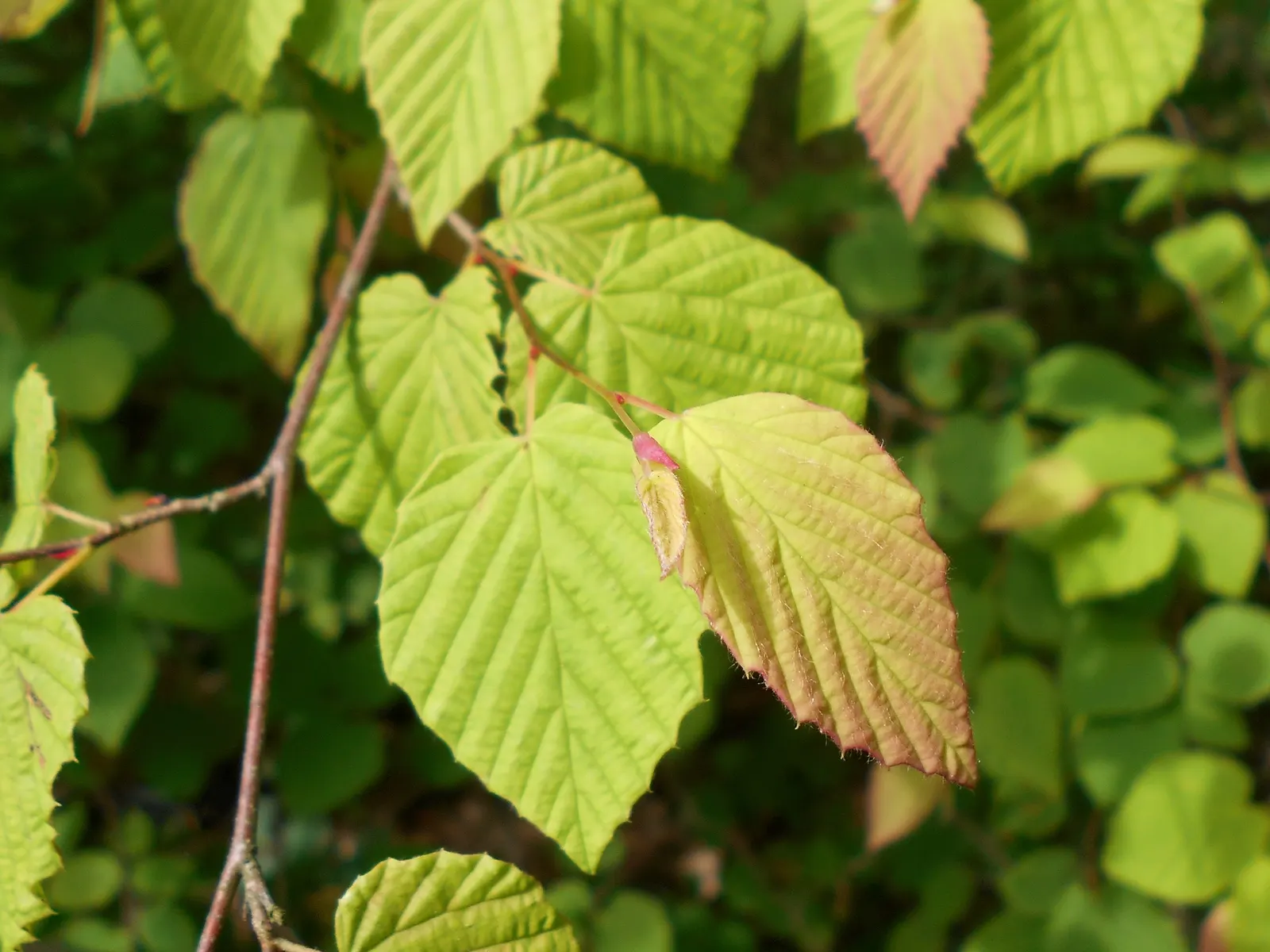 Winter Hazel (Corylopsis Spicata) — which allows its pendulous; they turn a delightful golden-yellow in the autumn, offering three seasons of, image 67