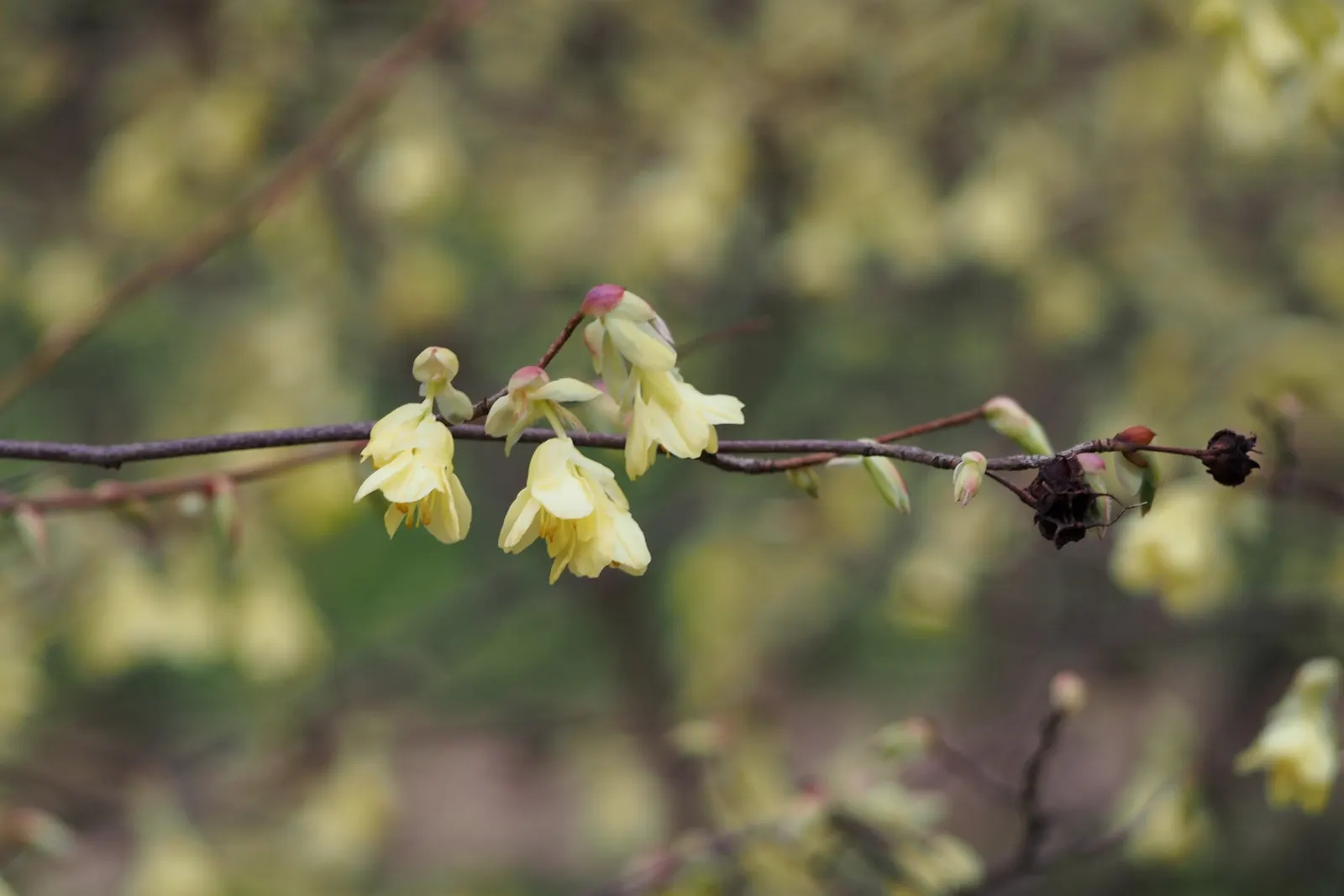 Winter Hazel (Corylopsis Spicata) — This makes Corylopsis spicata a beautiful and manageable addition to both residential and park landscapes; the, image 81