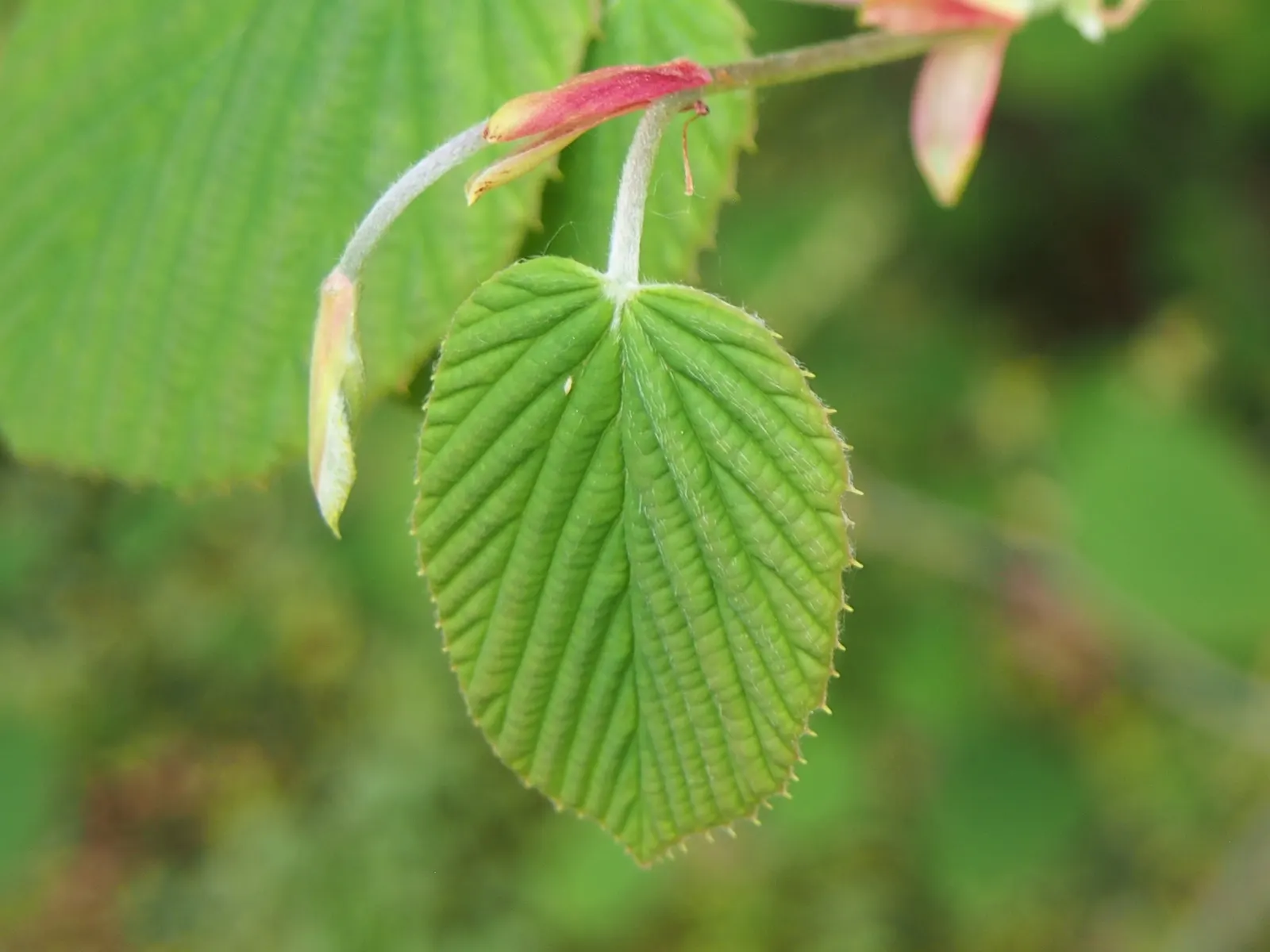 Winter Hazel (Corylopsis Spicata) — withstanding minimum temperatures from -20 to 20 degrees Fahrenheit; the flowers precede heart-shaped, ribbed, image 105
