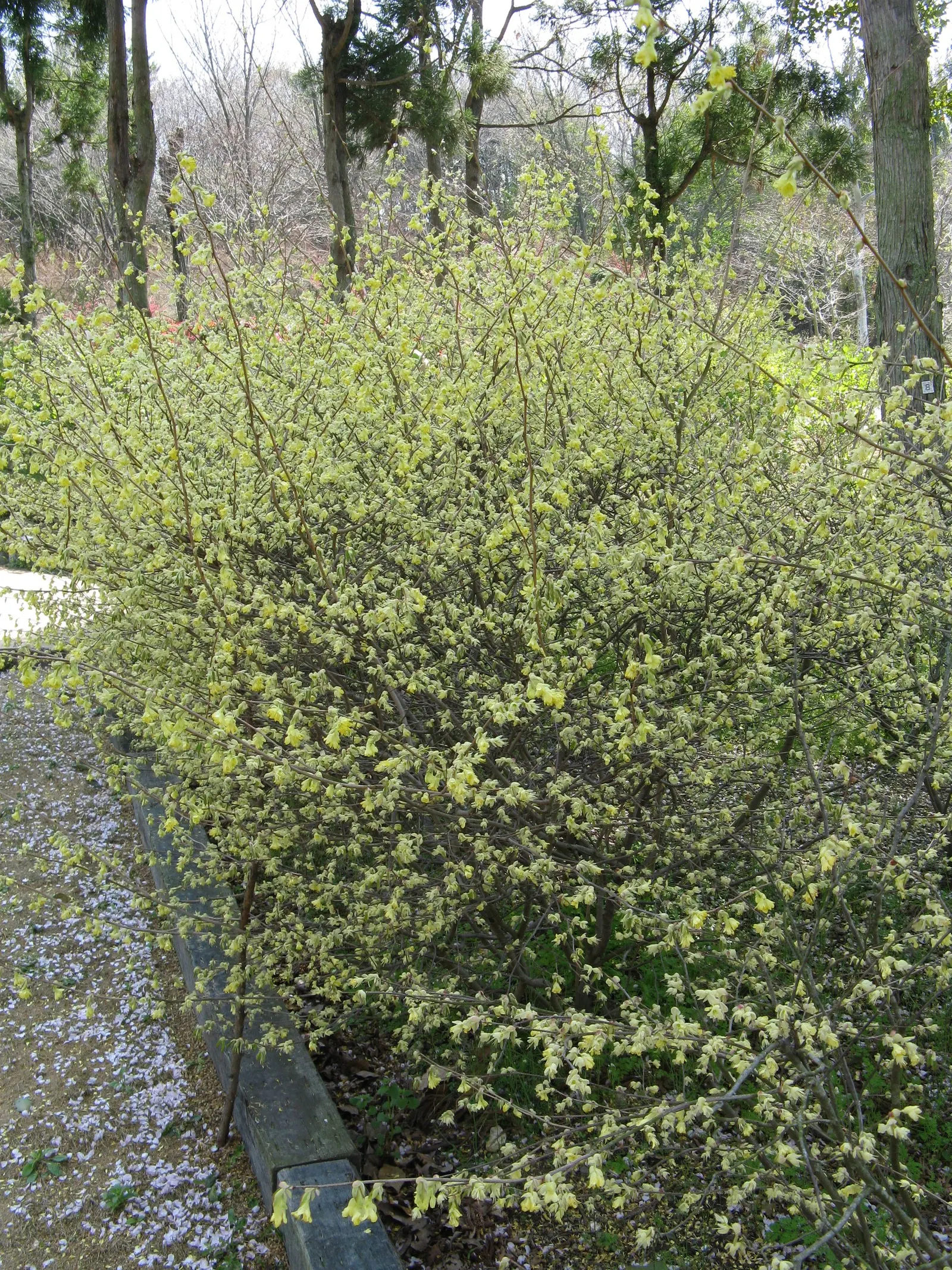 Winter Hazel (Corylopsis Spicata) — also provide summer shade; the flowers precede heart-shaped, ribbed leaves that turn yellow in the fall, image 129