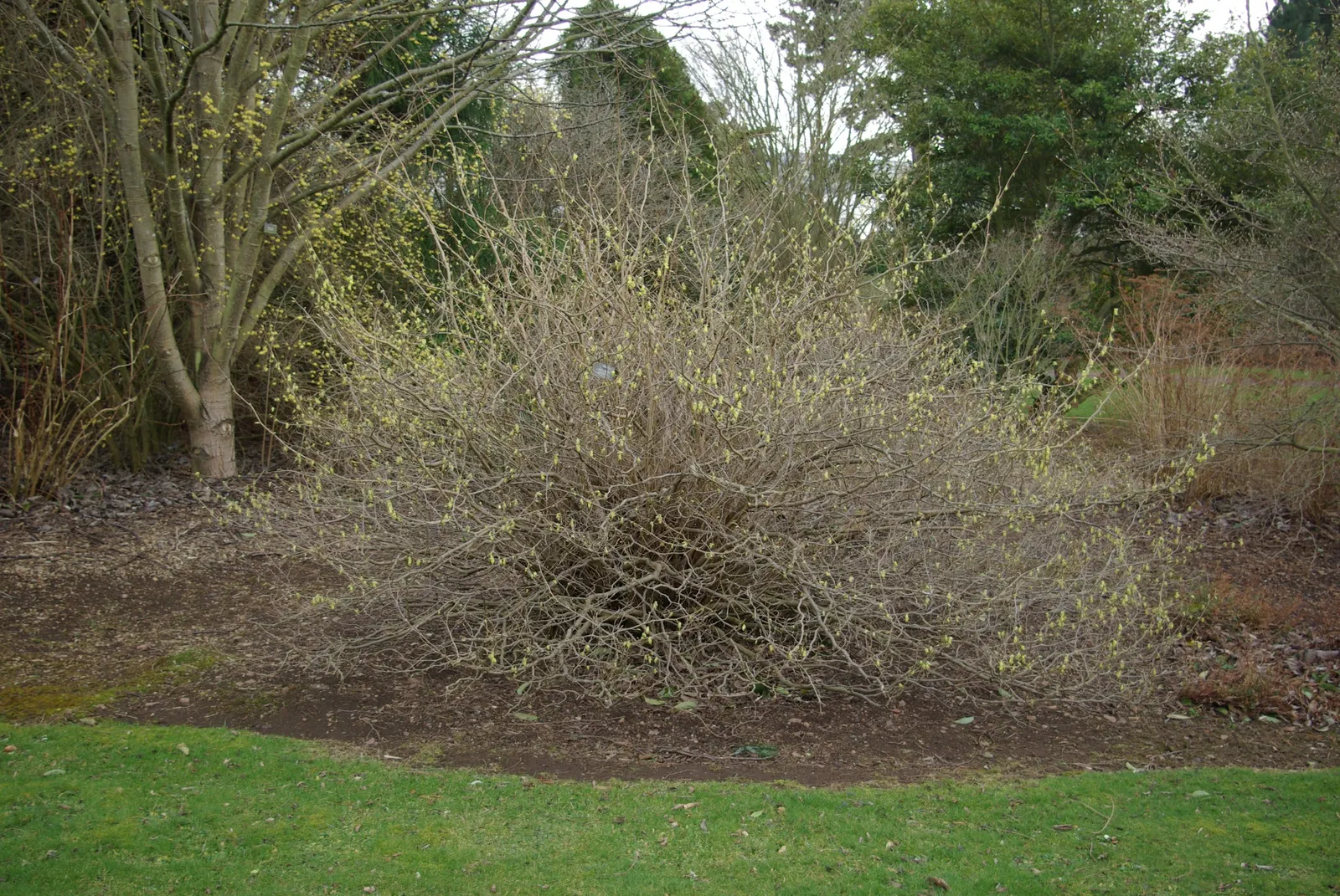 Winter Hazel (Corylopsis Spicata) — They turn a delightful golden-yellow in the autumn, offering three seasons of interest; which allows its, image 130