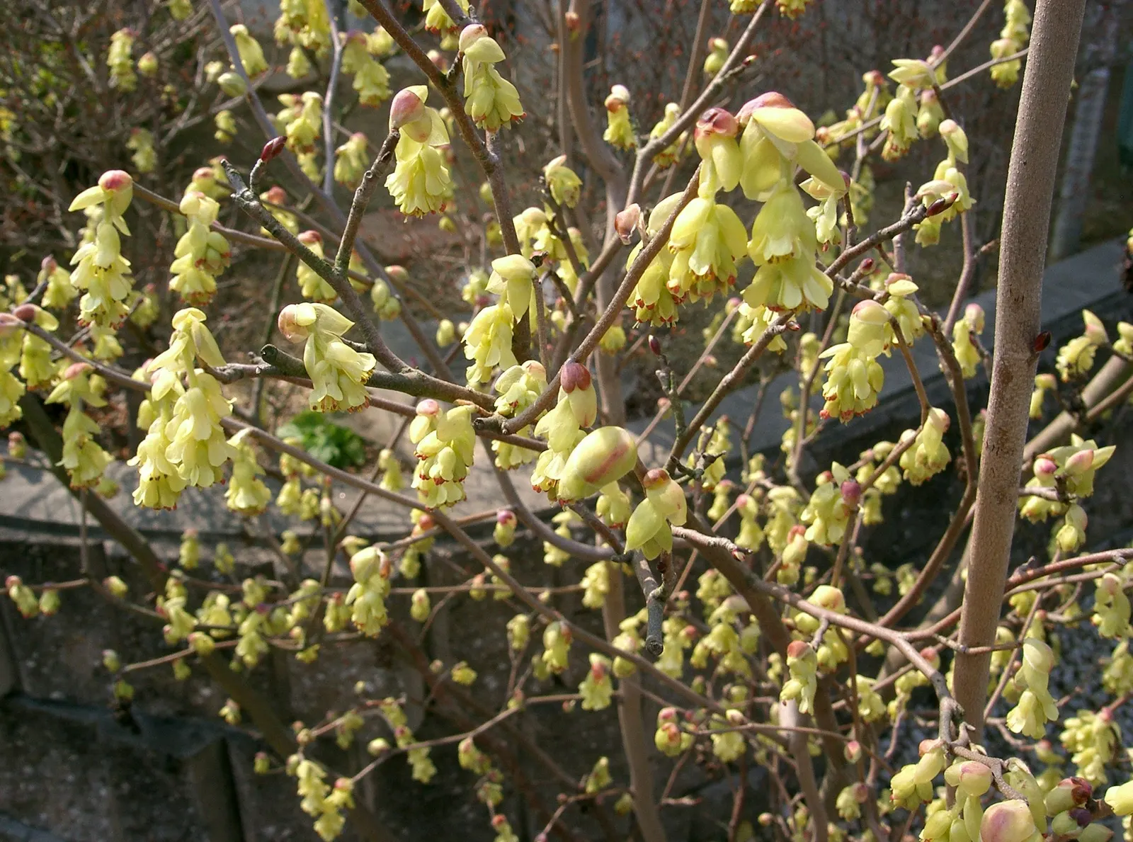Winter Hazel (Corylopsis Spicata) — shrub for full or half