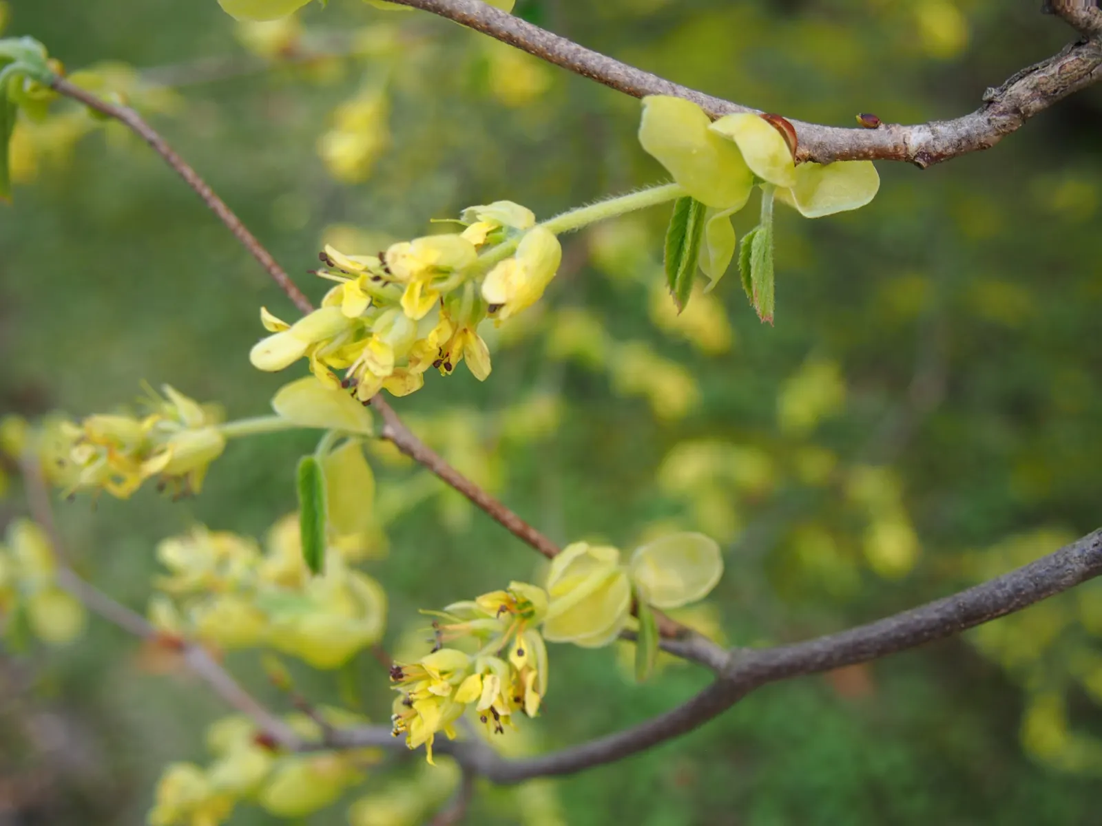 Winter Hazel (Corylopsis Spicata) — <br><br>When designing a landscape; this makes Corylopsis spicata a beautiful and manageable addition to both, image 120