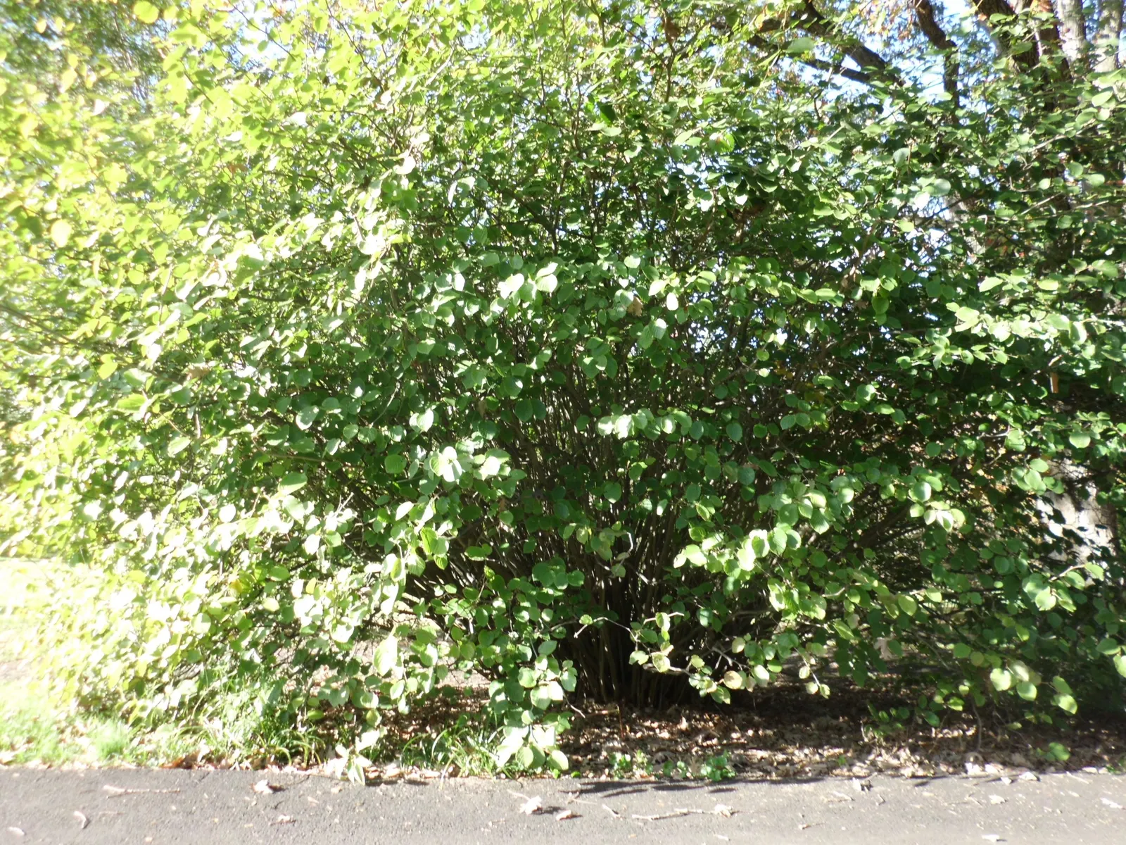 Winter Hazel (Corylopsis Spicata) — heart-shaped with subtle serrated edges; this makes Corylopsis spicata a beautiful and manageable addition to, image 72