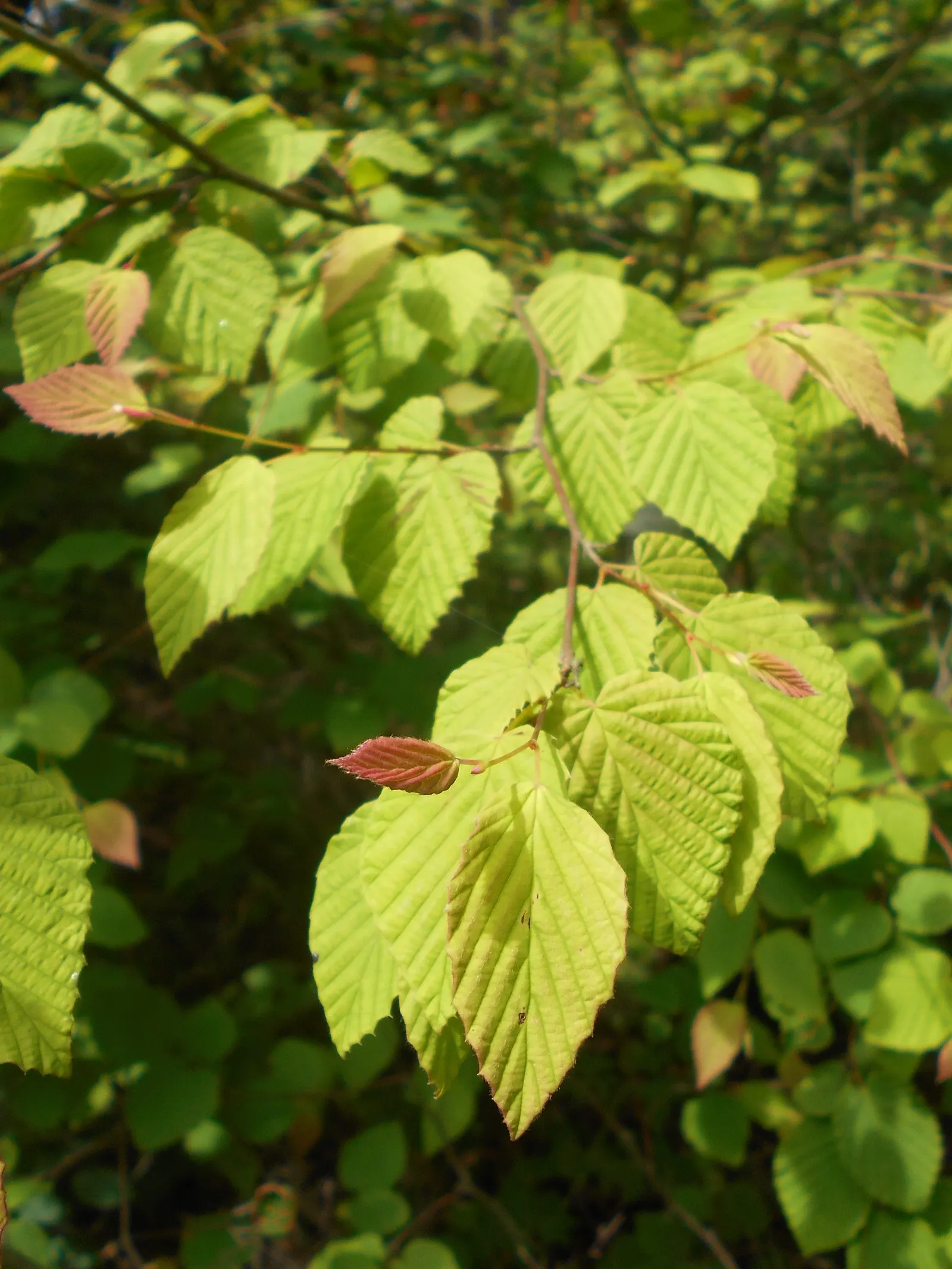 Winter Hazel (Corylopsis Spicata) — commonly known as Winter Hazel; the flowers precede heart-shaped, ribbed leaves that turn yellow in the fall, image 57